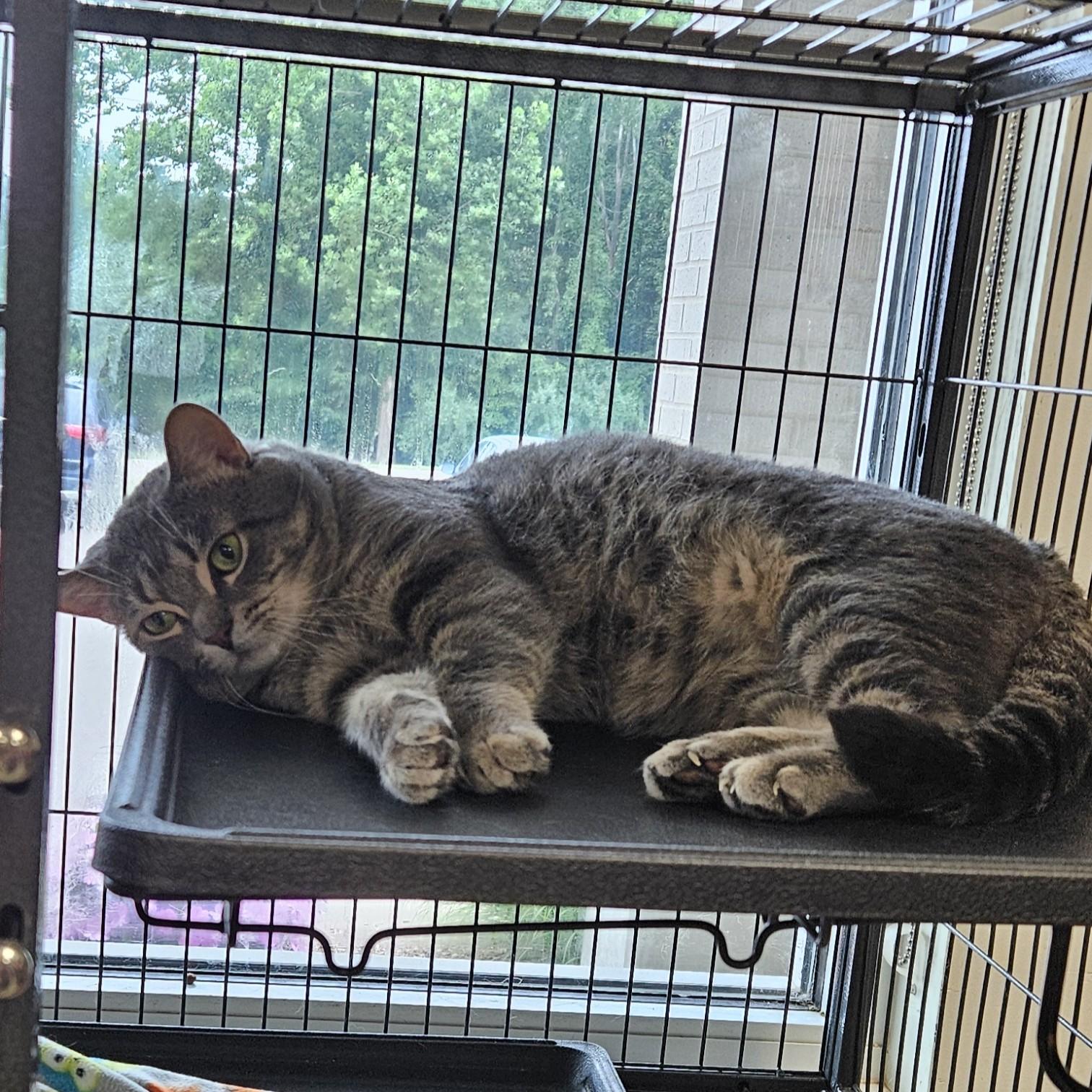 Jeepers Creepers, a ADOPTABLE American Shorthair in Benton Harbor, MI image 4/5