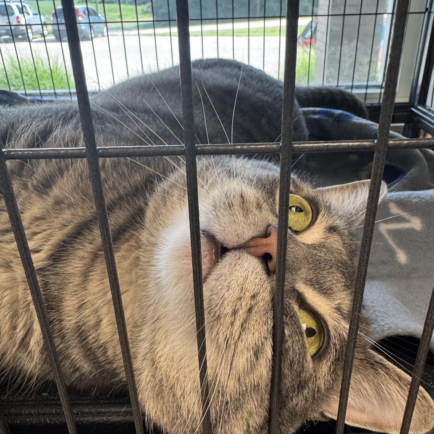 Jeepers Creepers, a ADOPTABLE American Shorthair in Benton Harbor, MI image 2/5