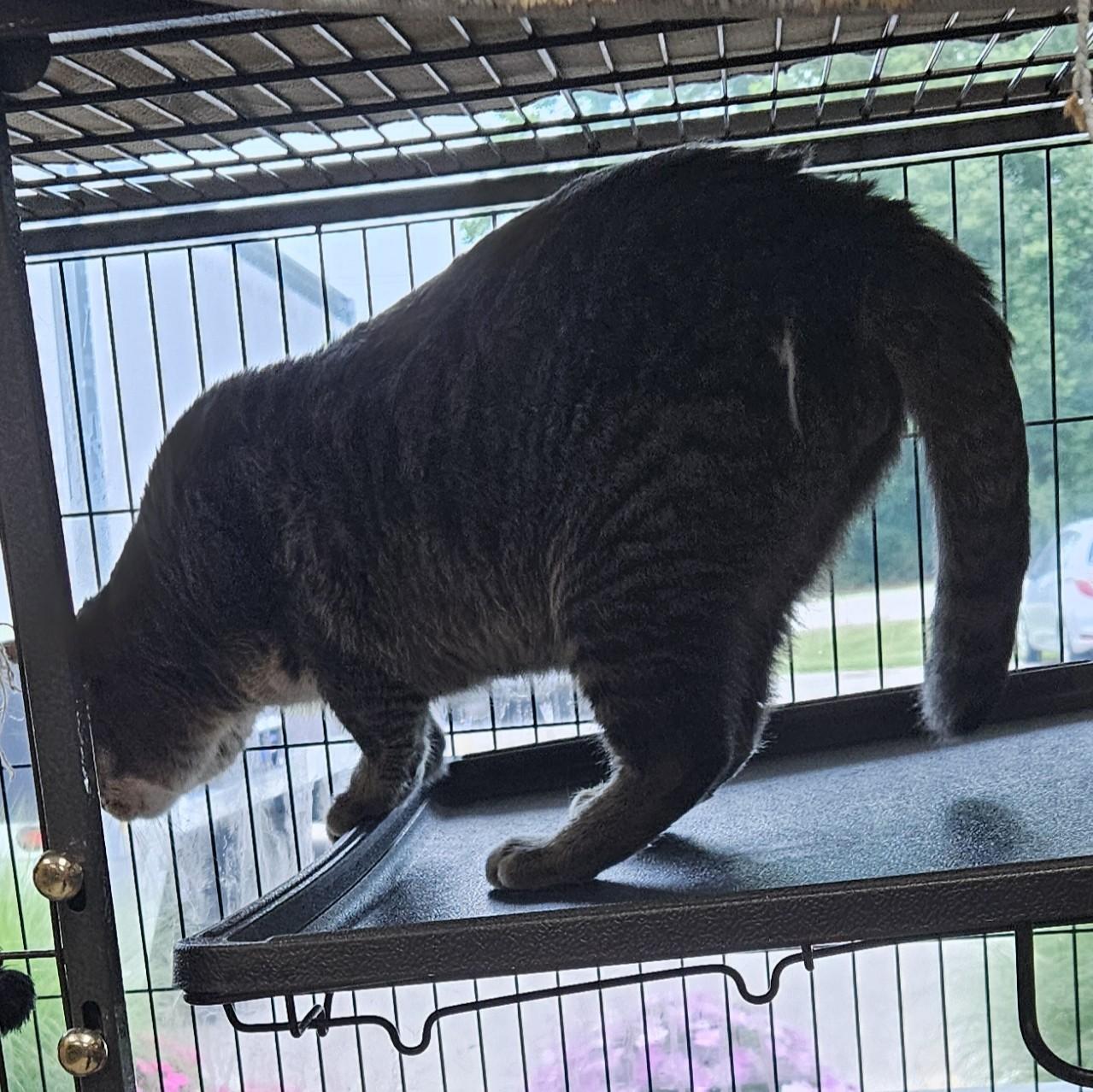 Jeepers Creepers, a ADOPTABLE American Shorthair in Benton Harbor, MI image 5/5
