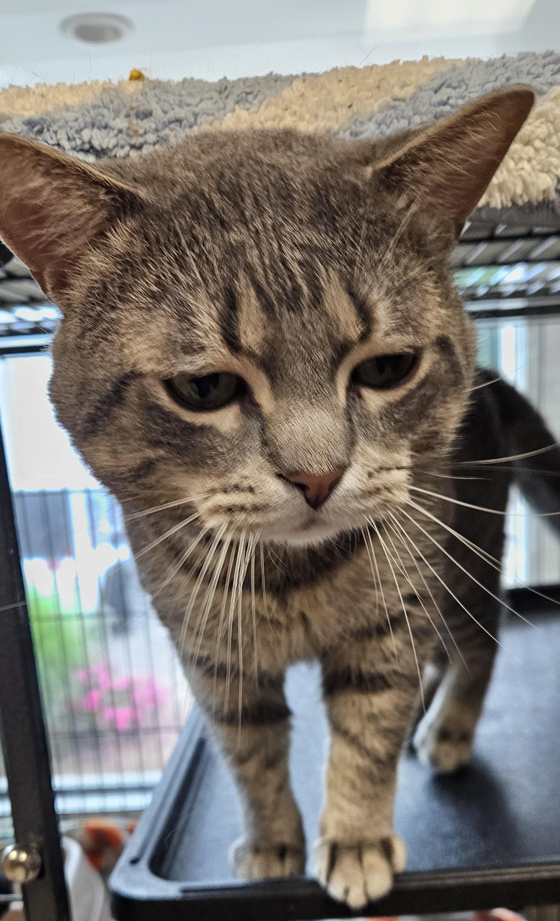 Jeepers Creepers, ADOPTABLE, Adult Male American Shorthair.