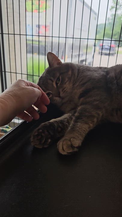 Enlarge Jeepers Creepers, a ADOPTABLE American Shorthair in Benton Harbor, MI video 3/5