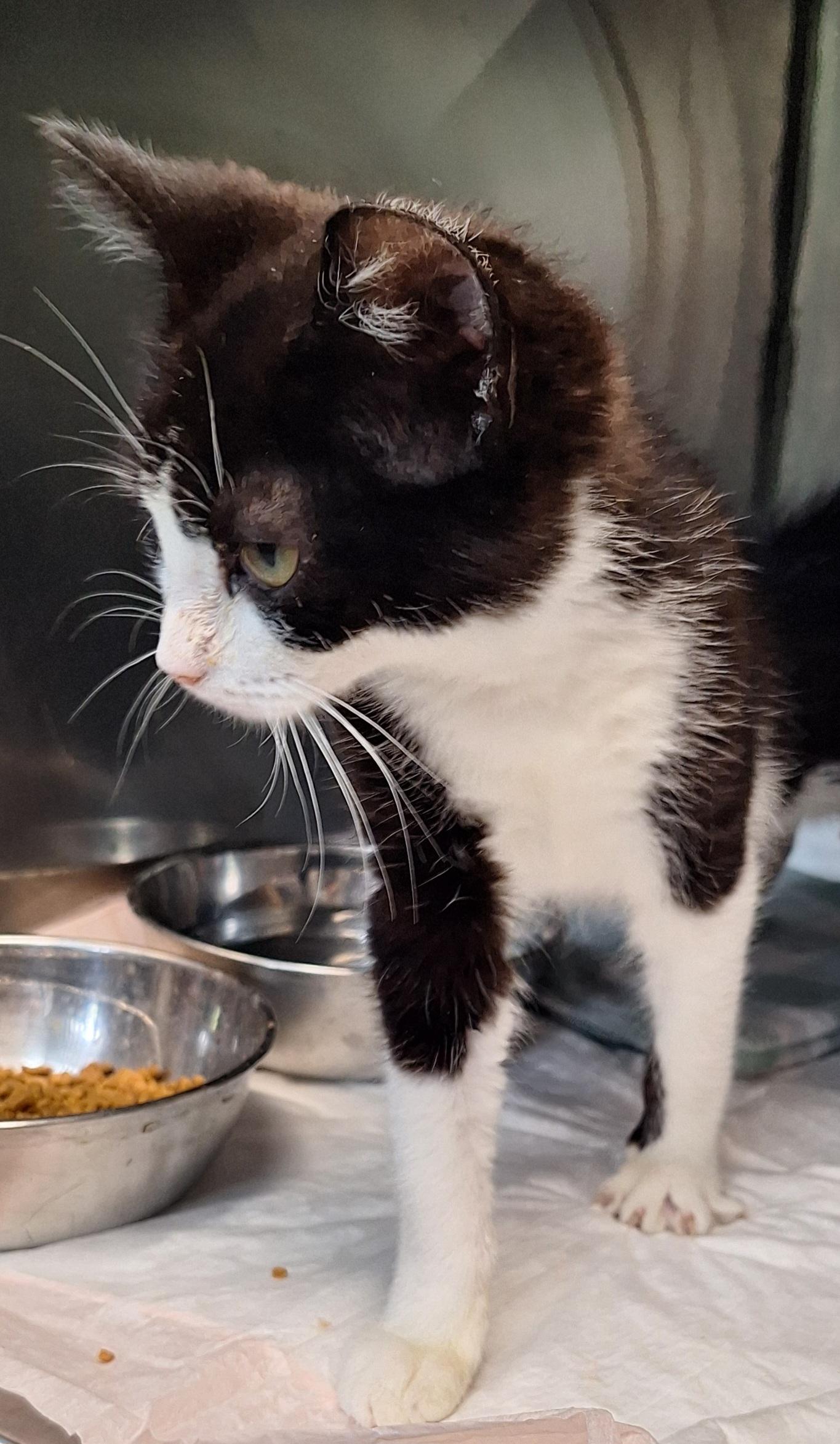 Trooper, Adoptable, Kitten Male Domestic Short Hair.