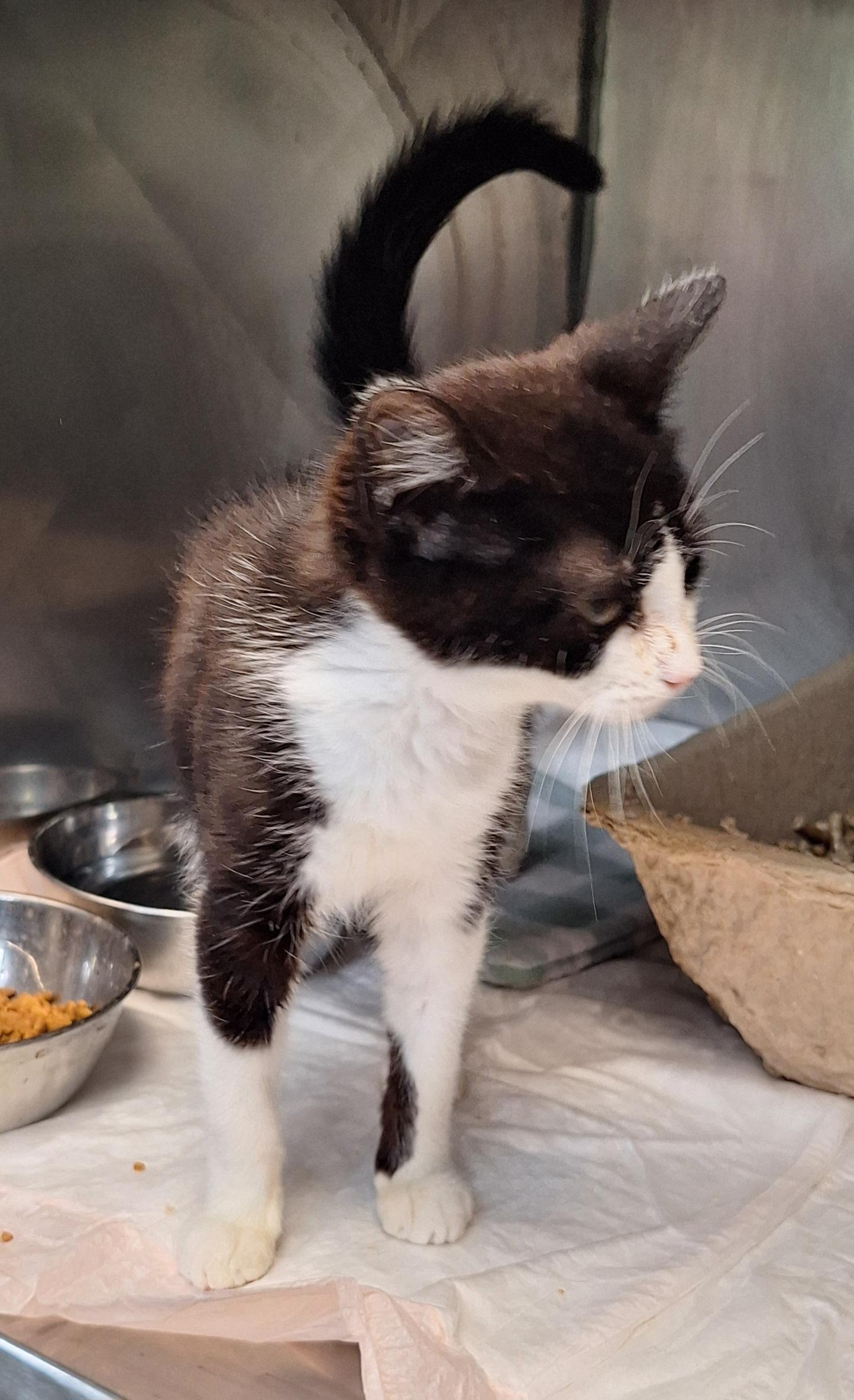 Enlarge Trooper, a Adoptable Domestic Short Hair in Stanton, KY image 3/6