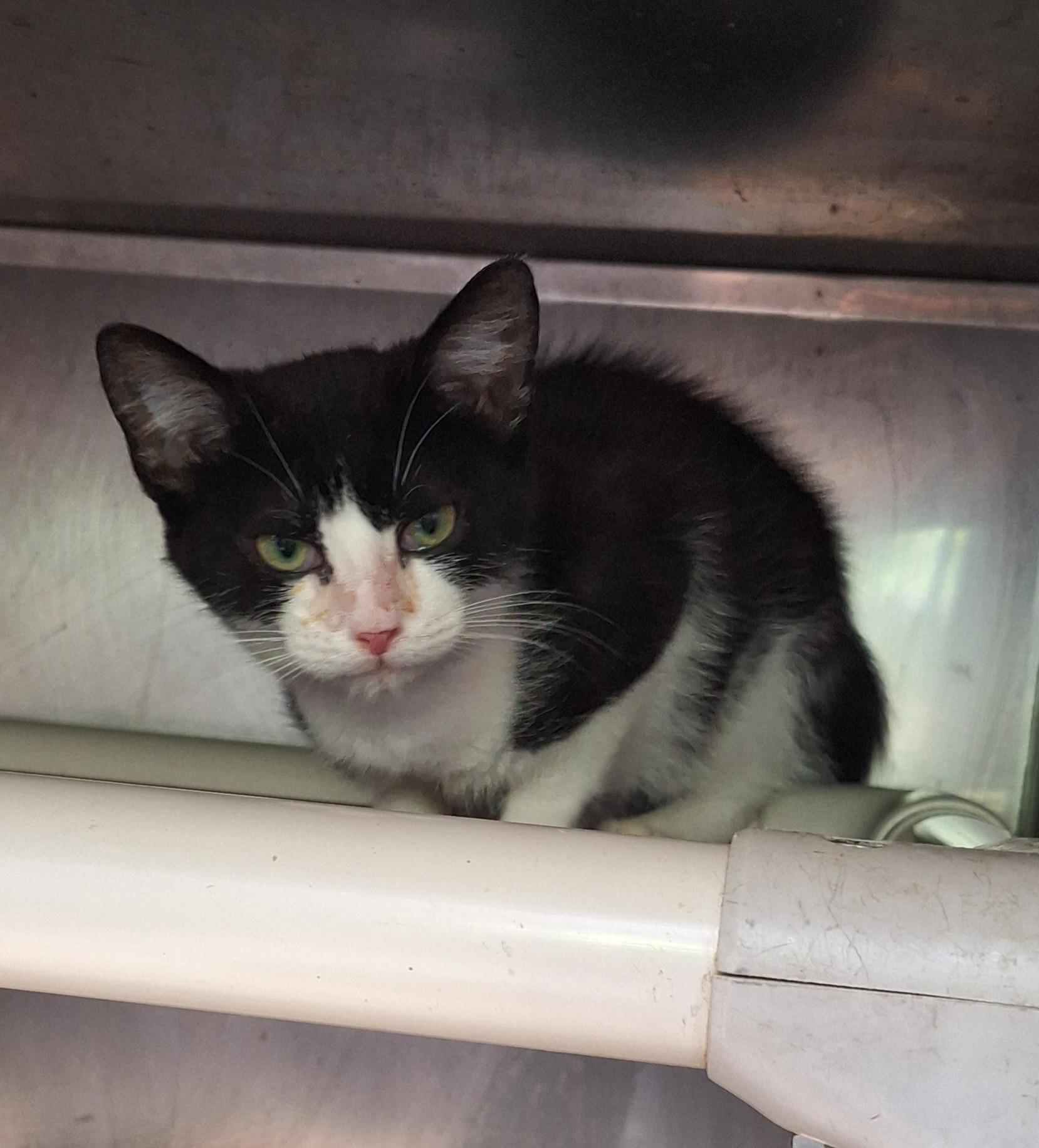 Enlarge Trooper, a Adoptable Domestic Short Hair in Stanton, KY image 5/6