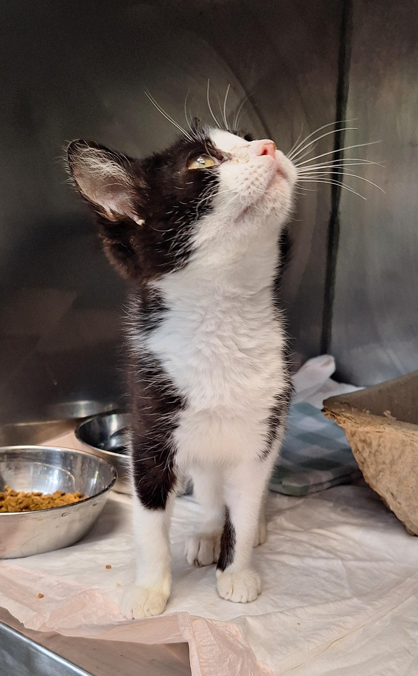 Enlarge Trooper, a Adoptable Domestic Short Hair in Stanton, KY image 2/6