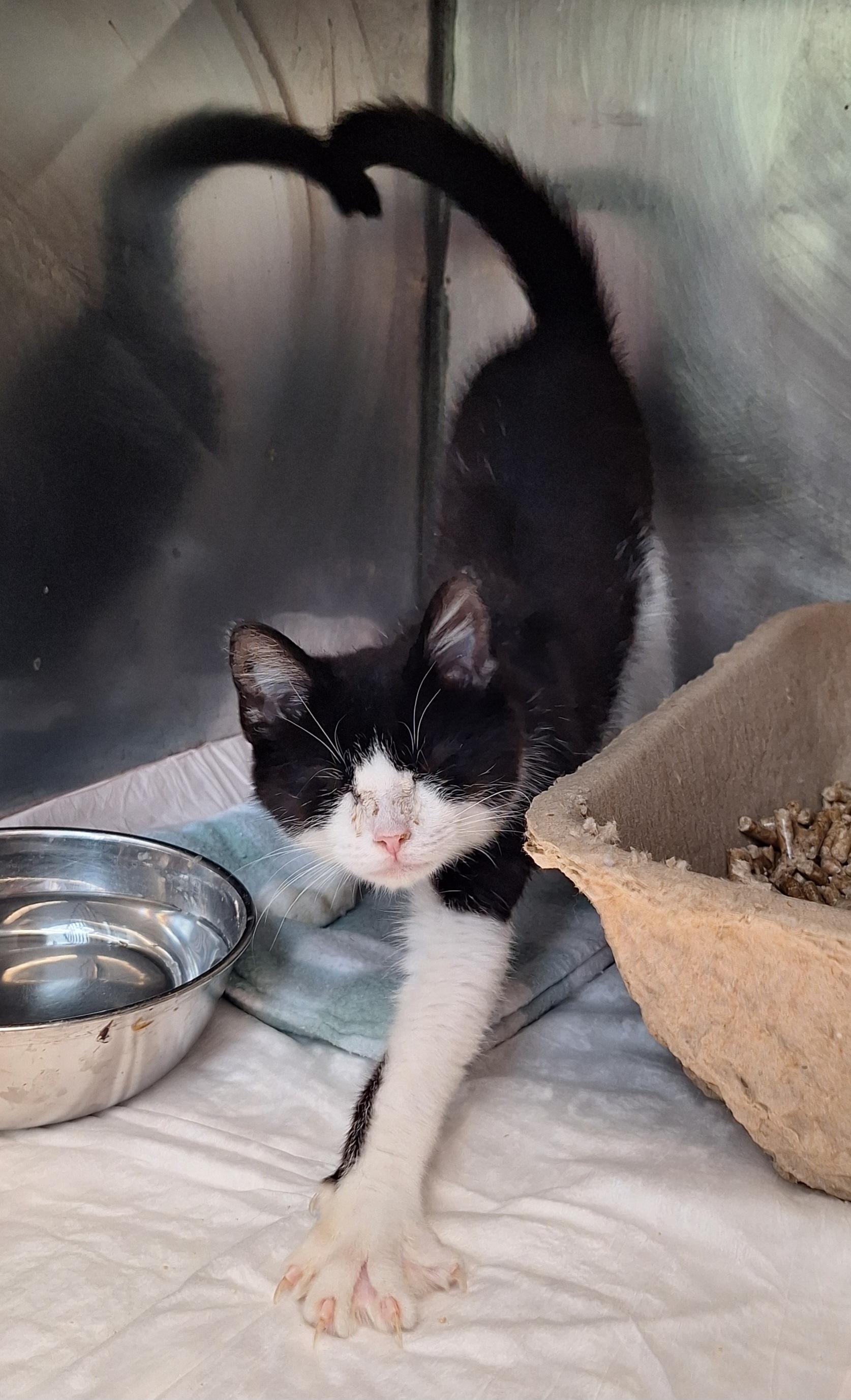Enlarge Trooper, a Adoptable Domestic Short Hair in Stanton, KY image 4/6