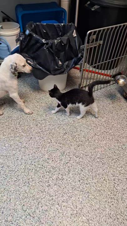 Enlarge Trooper, a Adoptable Domestic Short Hair in Stanton, KY video 6/6