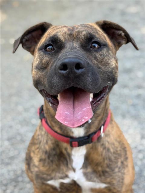 Enlarge DIESEL, a Adoptable Pit Bull Terrier in Woodland, CA image 1/1