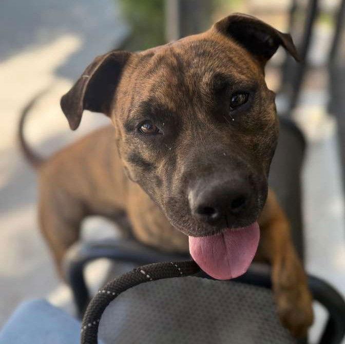 Enlarge DIESEL, a Adoptable Pit Bull Terrier in Woodland, CA image 1/1