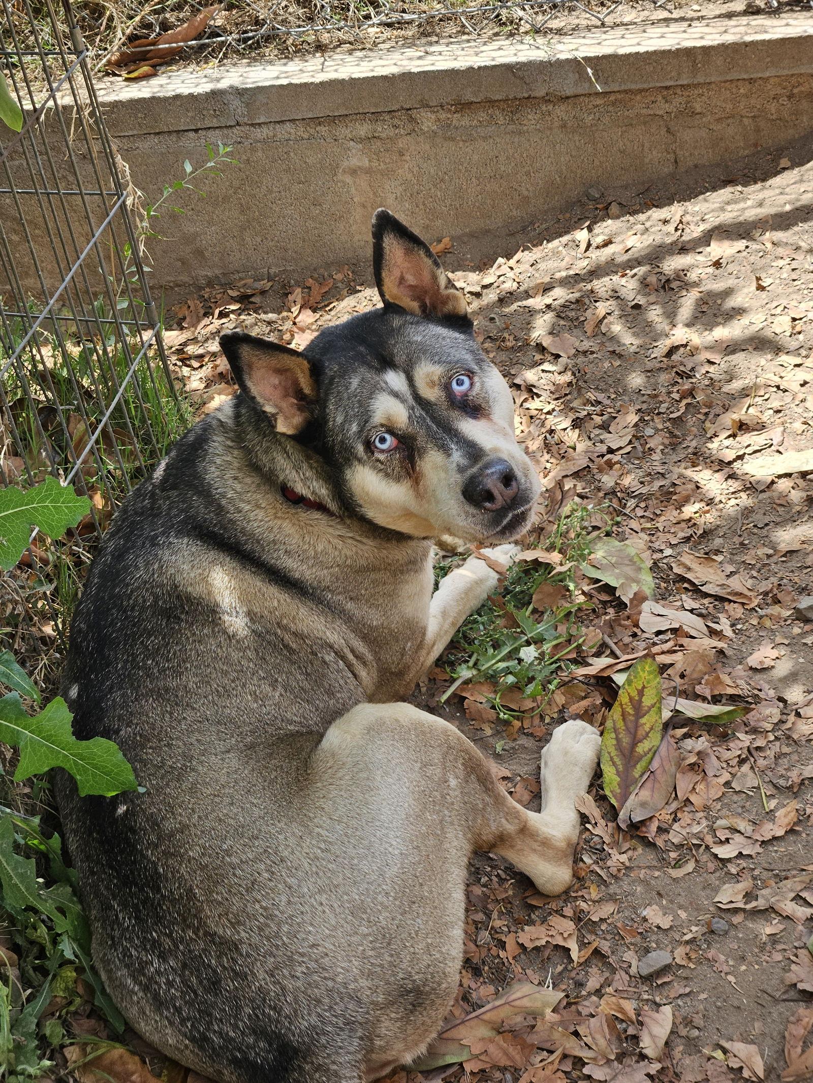 Naala, Adoptable, Adult Female Siberian Husky & Shepherd.