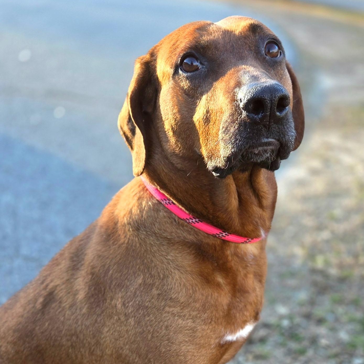 Belle, ADOPTABLE, Adult Female Bloodhound.