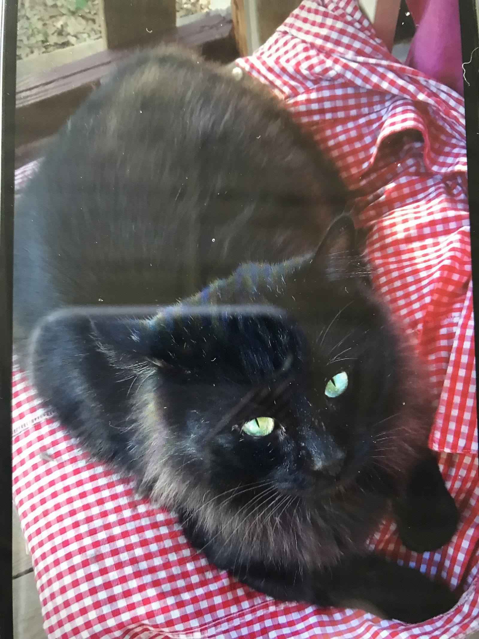 Bob, Adoptable, Adult Male Domestic Medium Hair.