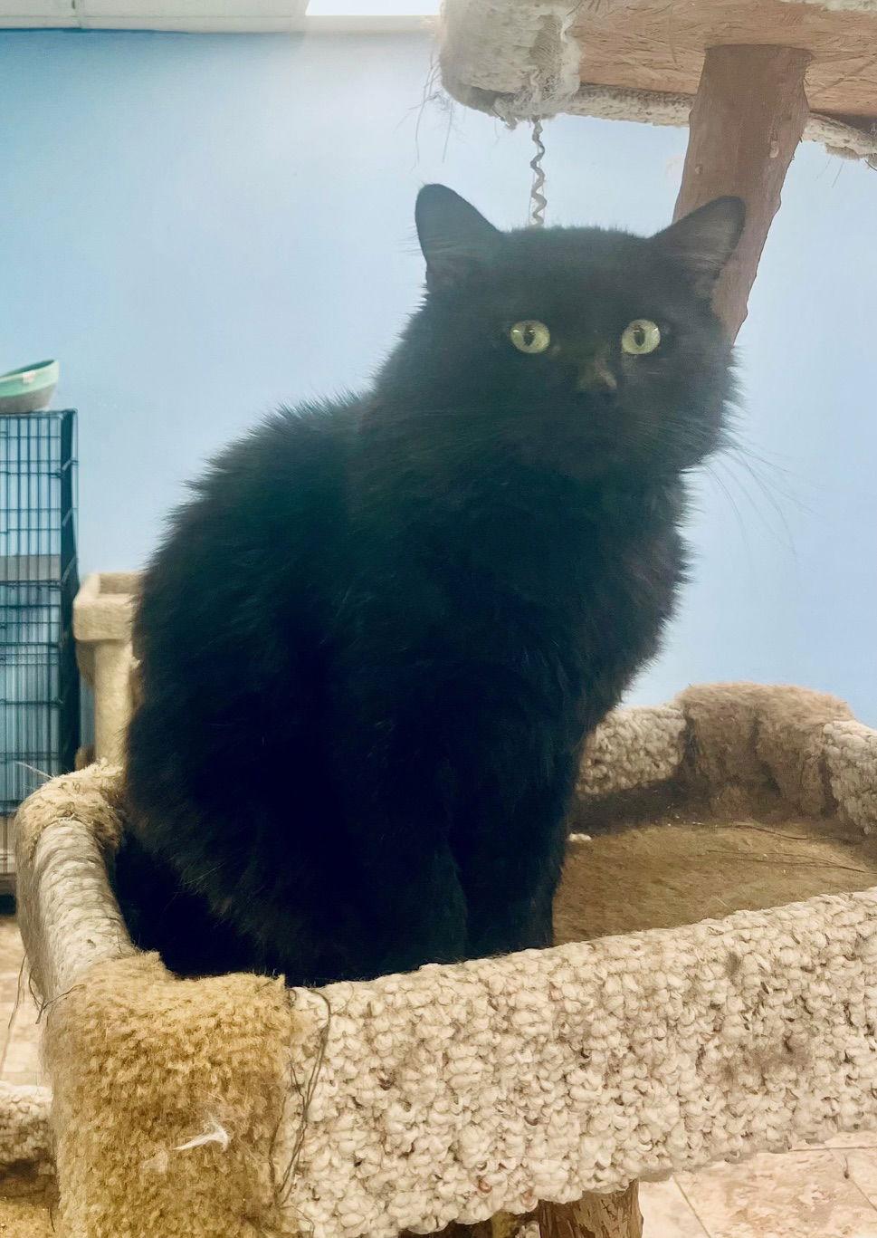 Enlarge Bob, a Adoptable Domestic Medium Hair in Pensacola, FL image 2/2