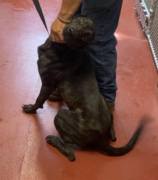 Winnie, adopted, Young Female Plott Hound & Hound.