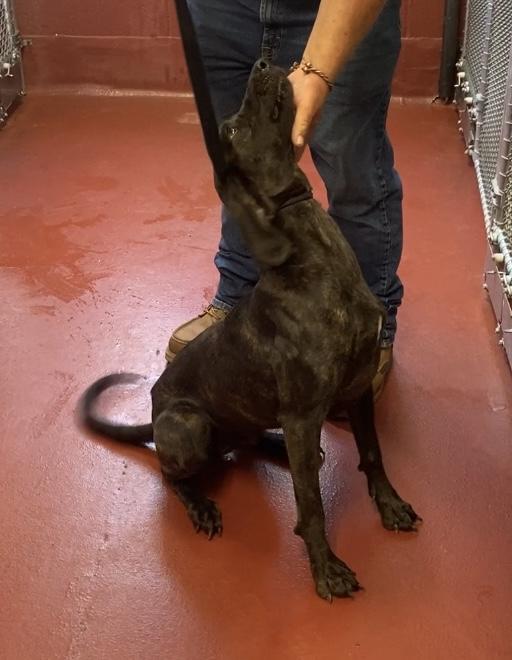 Enlarge Winnie, an adopted mixed breed in Hot Springs, VA image 2/3