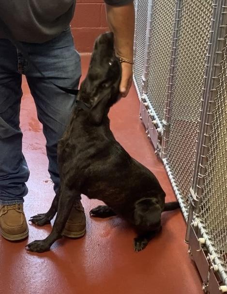 Enlarge Winnie, an adopted mixed breed in Hot Springs, VA image 3/3