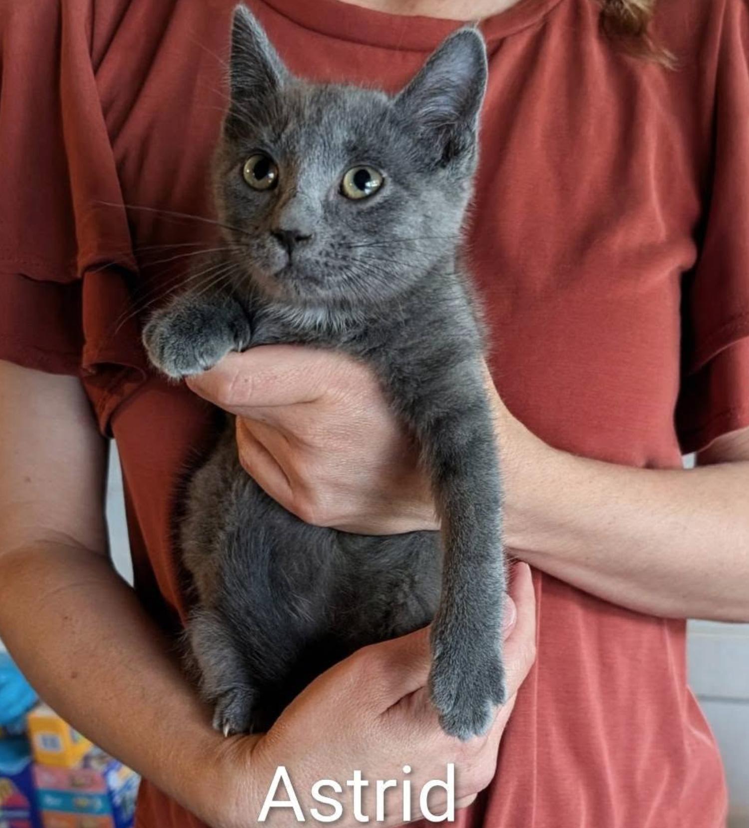 Enlarge Astrid, a Adoptable Domestic Short Hair in Maggie Valley, NC image 1/1