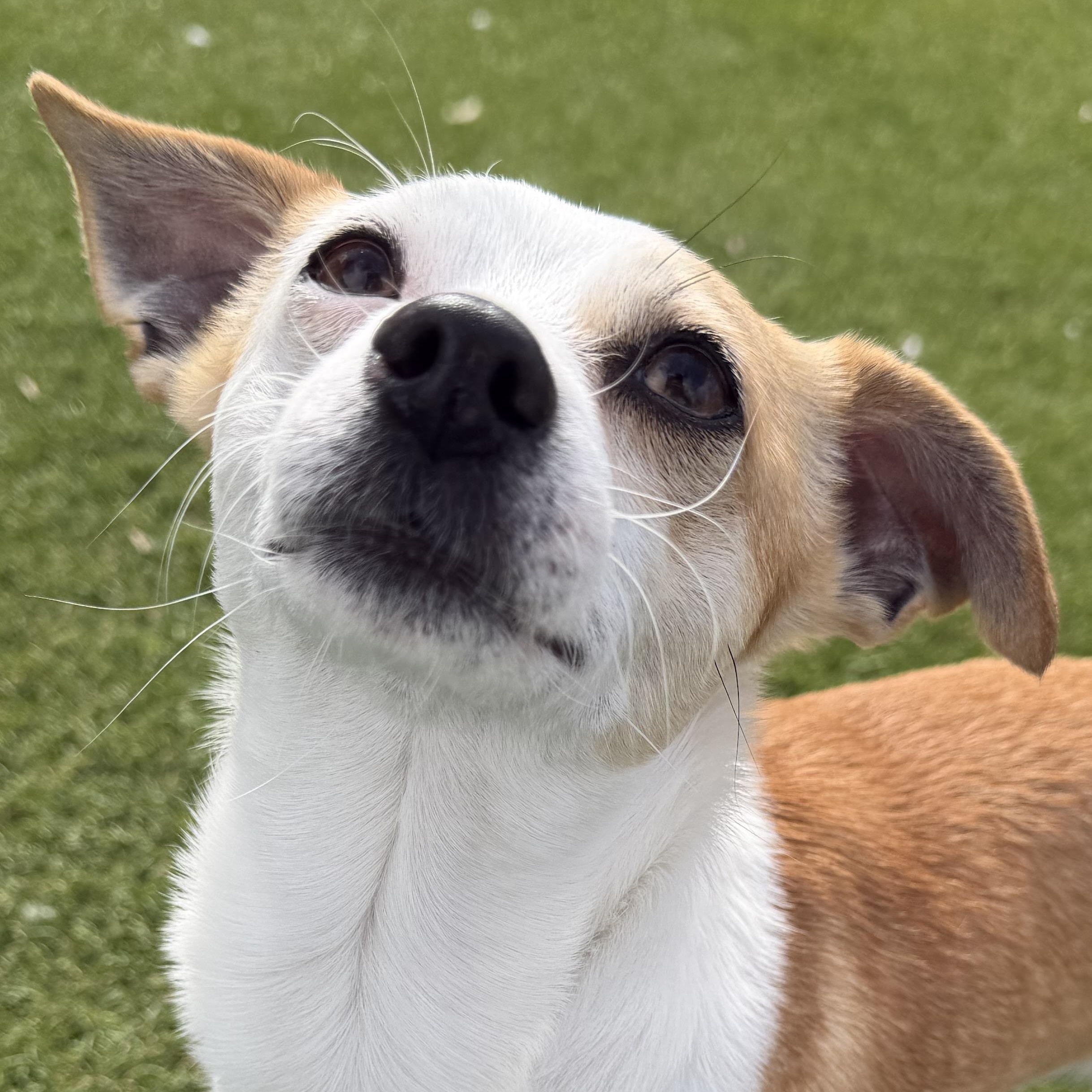 Pooh-Bear, adopted, Young Male Chihuahua.