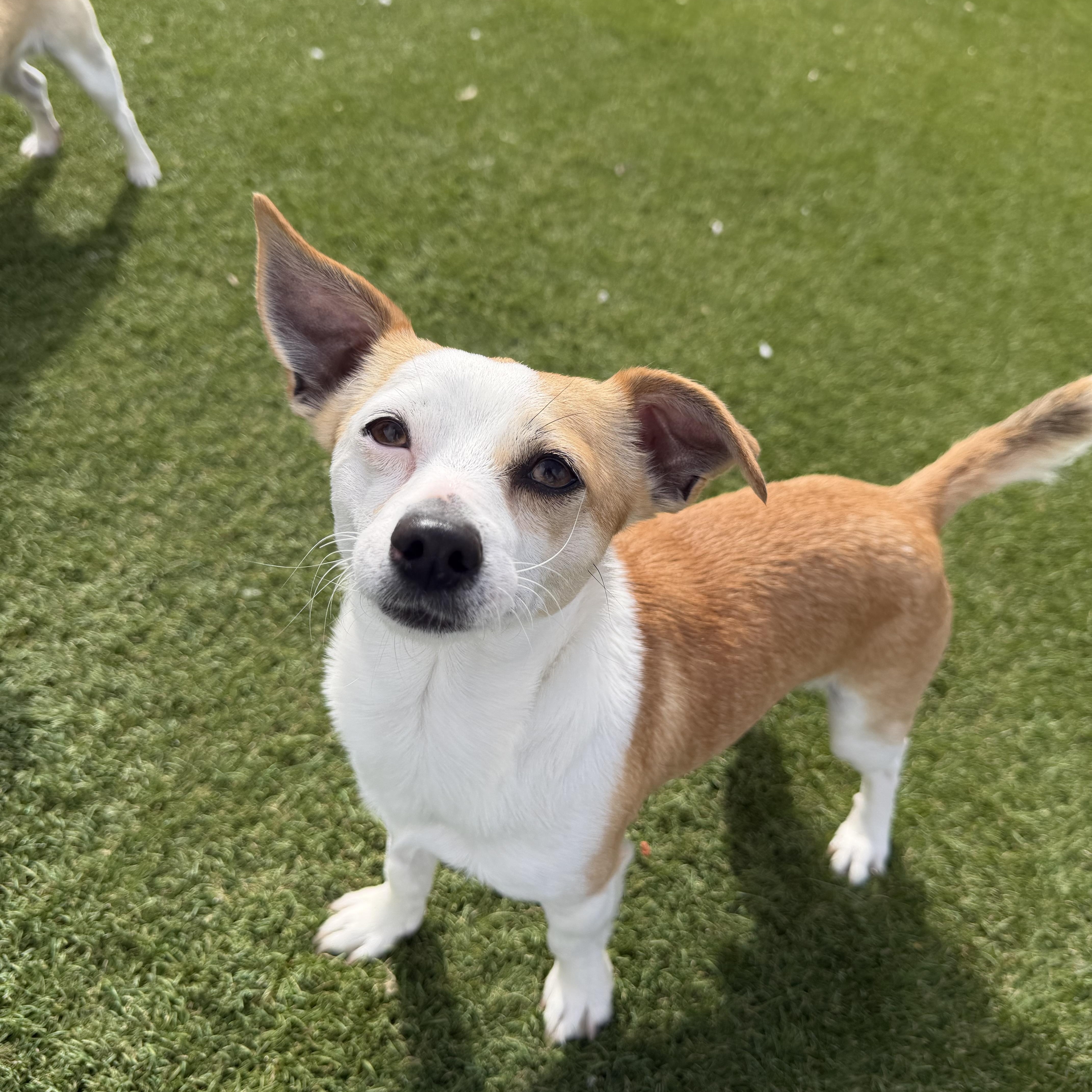 Enlarge Pooh-Bear, an adopted Chihuahua in Auburn, NE image 3/5