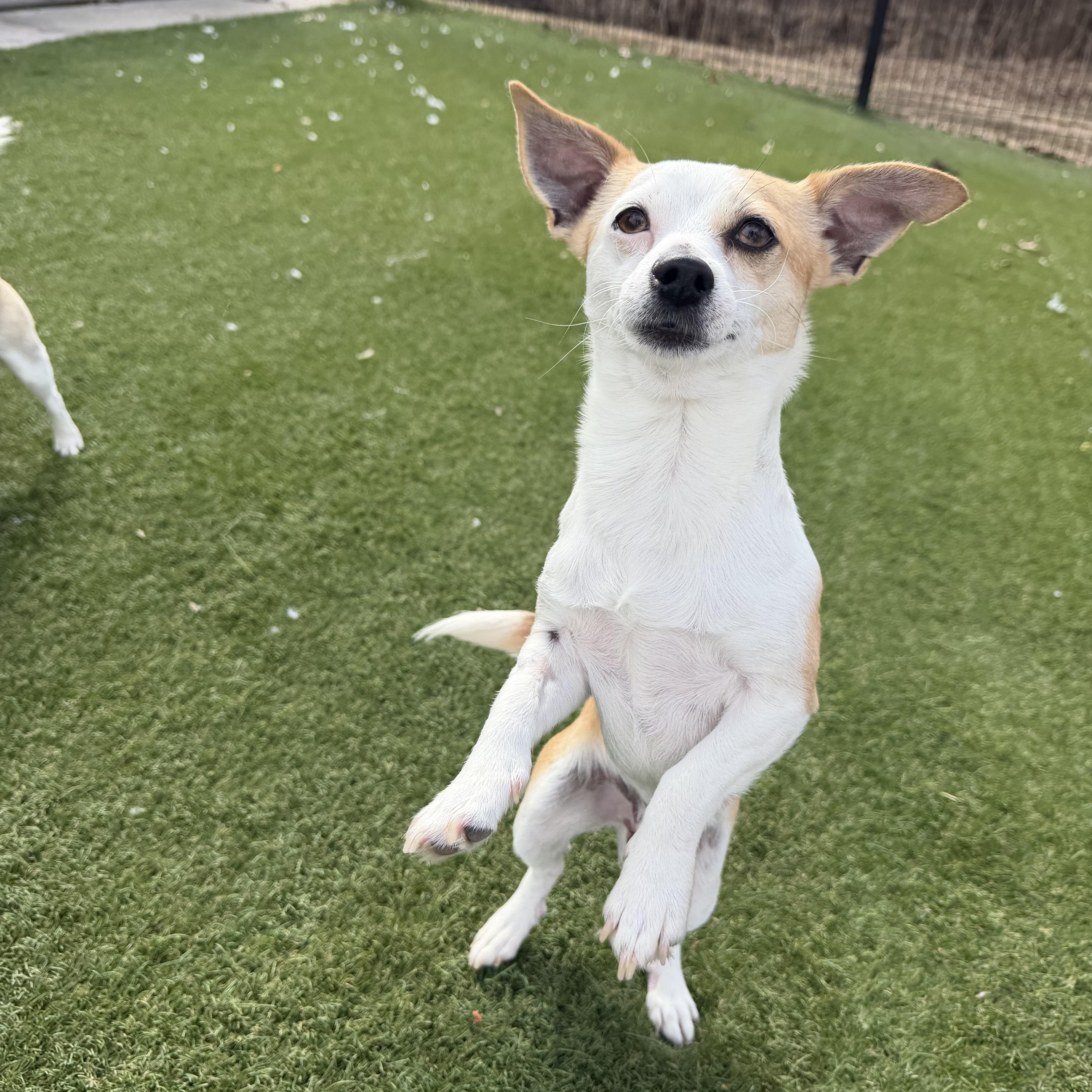 Enlarge Pooh-Bear, an adopted Chihuahua in Auburn, NE image 4/5