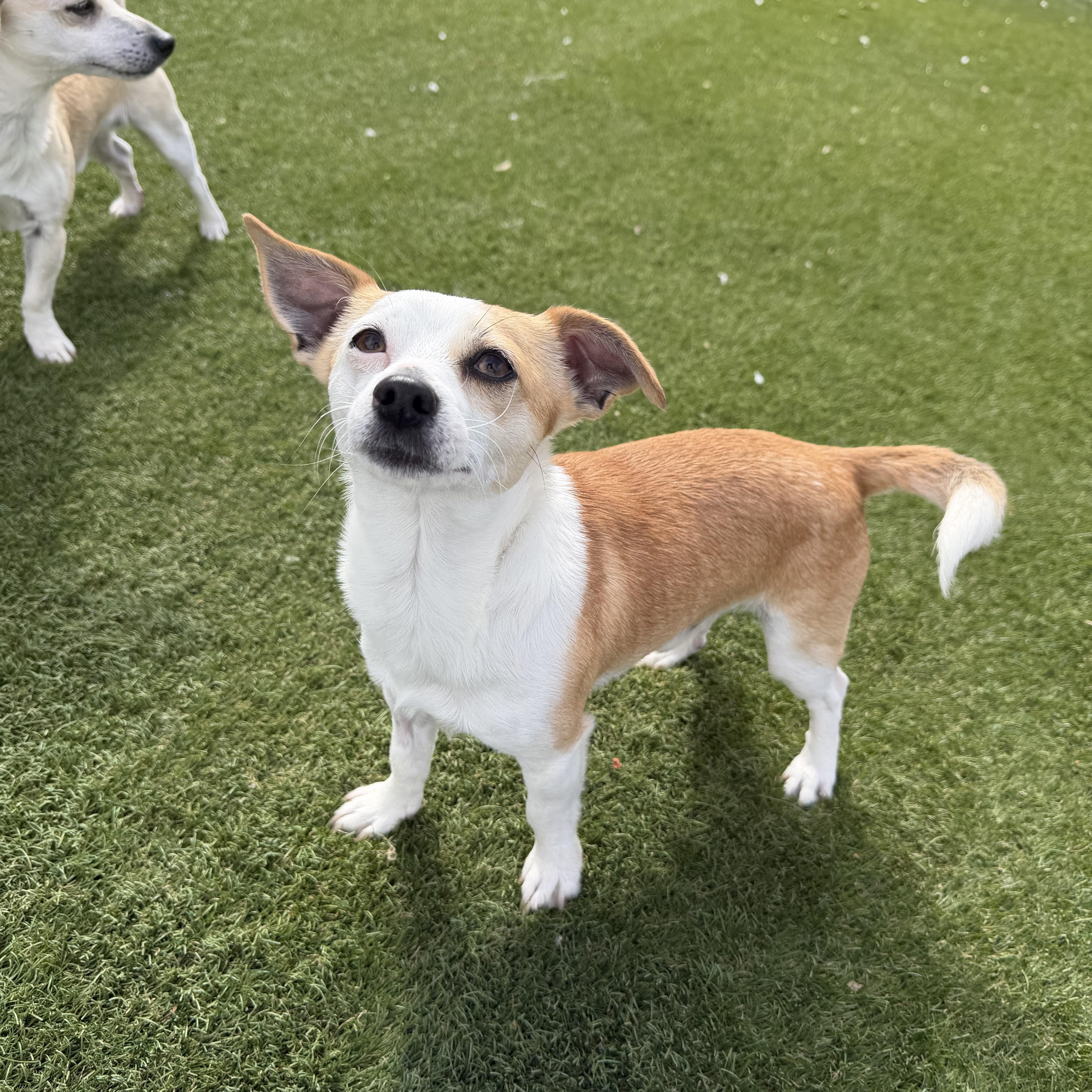 Enlarge Pooh-Bear, an adopted Chihuahua in Auburn, NE image 5/5