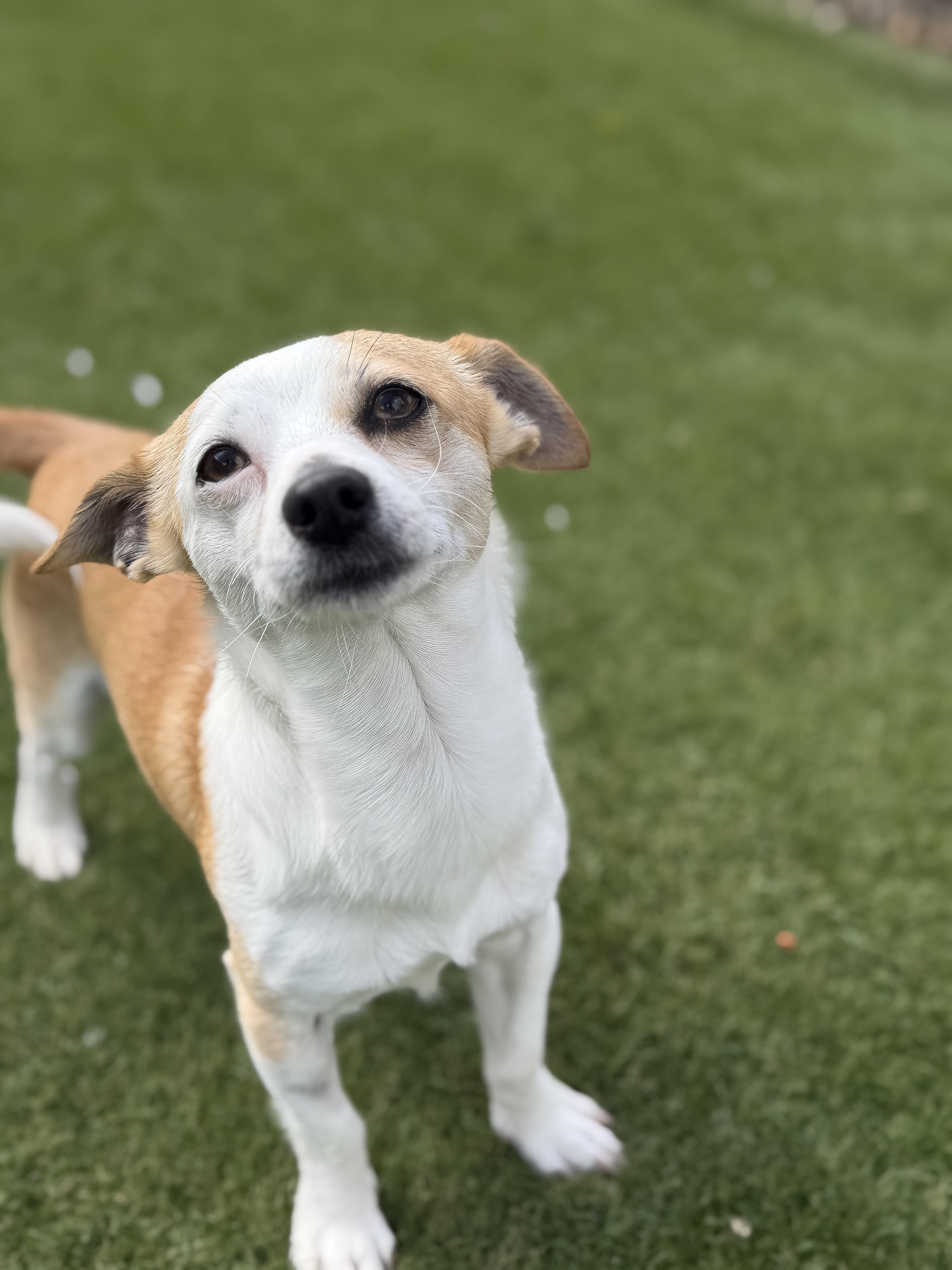 Enlarge Pooh-Bear, an adopted Chihuahua in Auburn, NE image 2/5