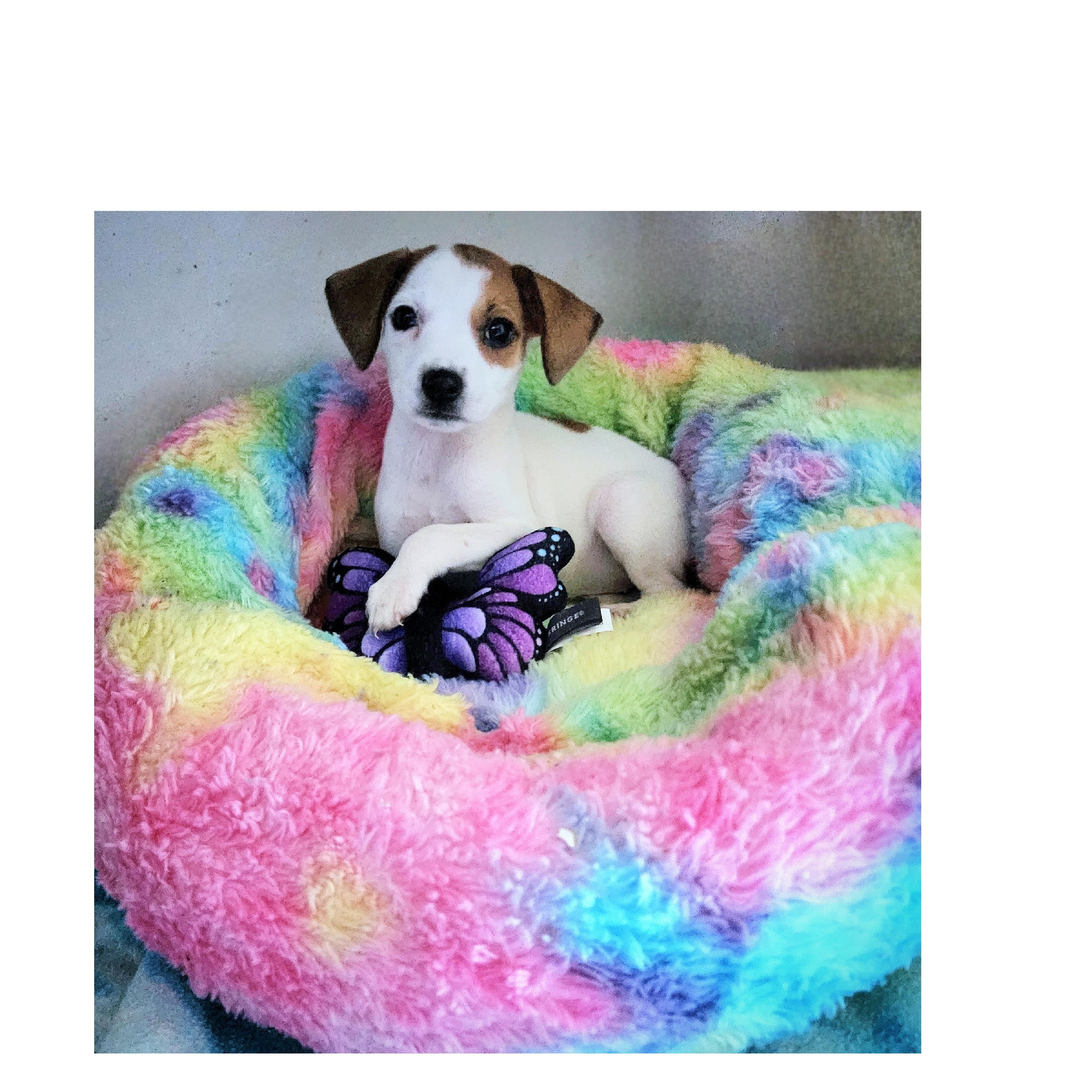 Pumpkin, Baby Female Jack Russell Terrier