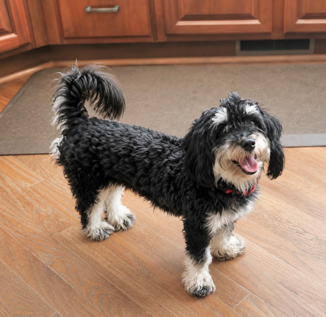 Enlarge Lila, a Adopted mixed breed in Huntingtown, MD image 2/5