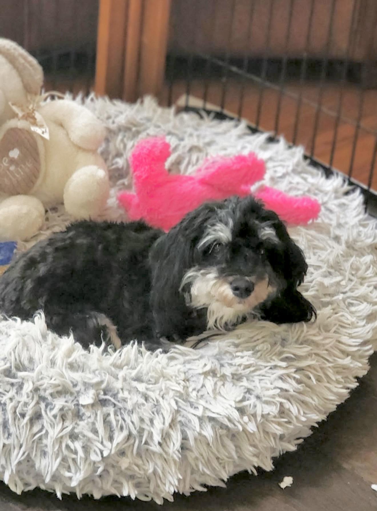 Enlarge Lila, a Adopted mixed breed in Huntingtown, MD image 5/5