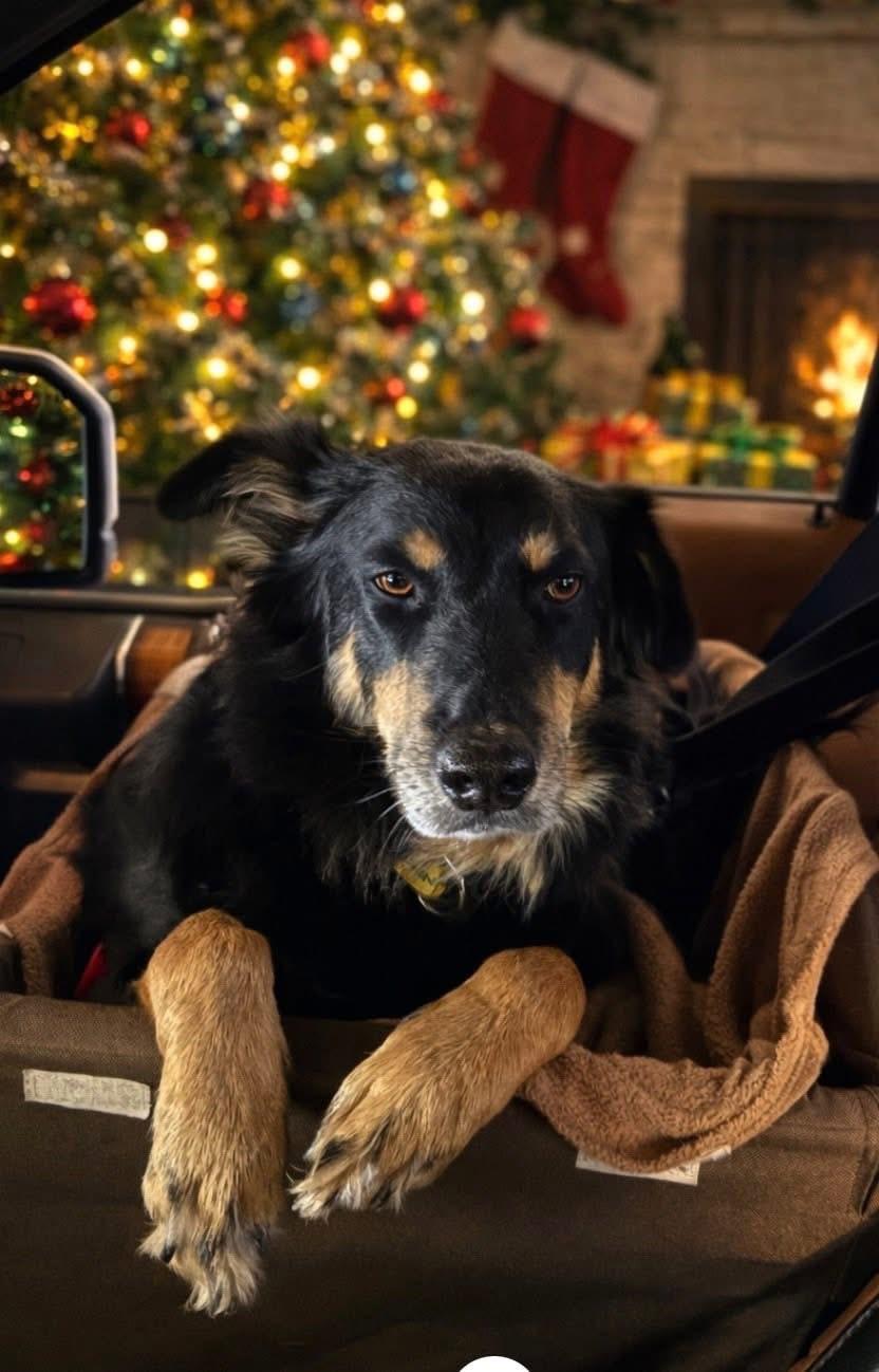 Rocky, ADOPTABLE, Adult Male Australian Kelpie & Shepherd.