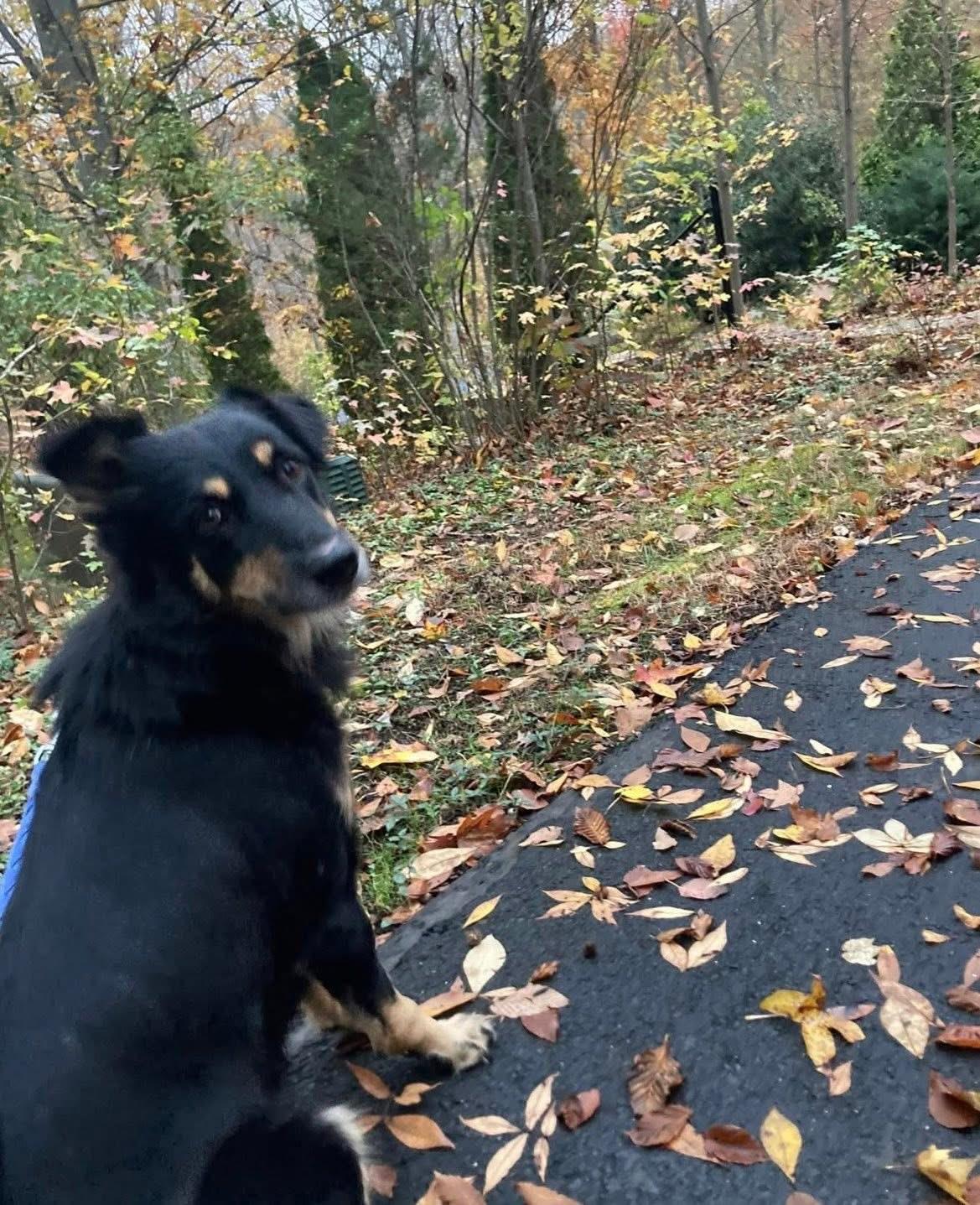 Enlarge Rocky, a ADOPTABLE mixed breed in Allentown, NJ image 2/5