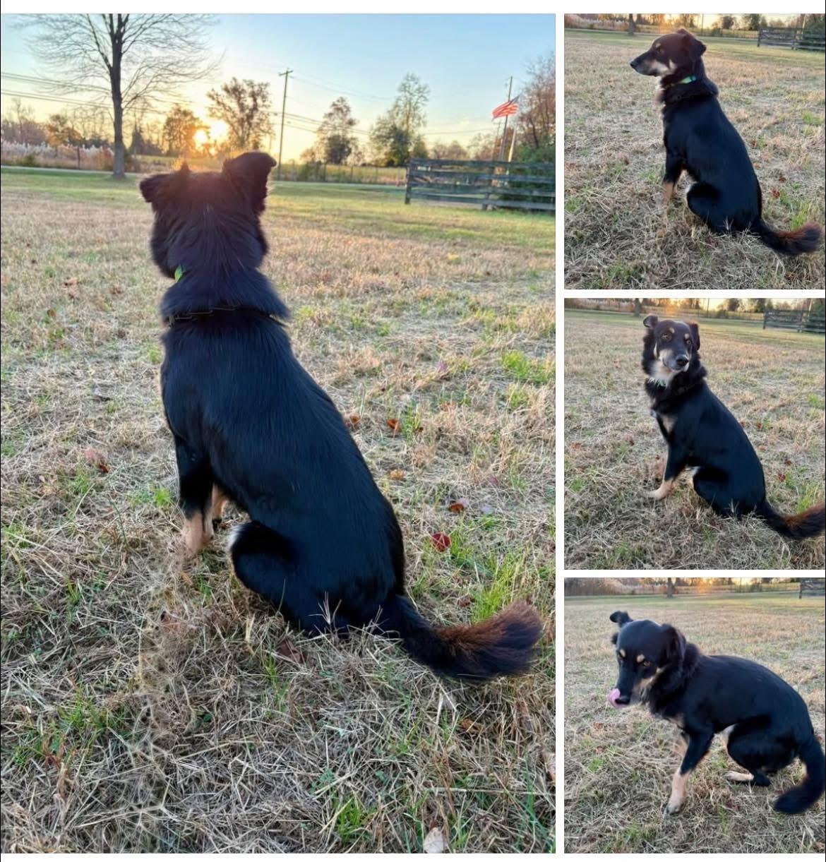 Enlarge Rocky, a ADOPTABLE mixed breed in Allentown, NJ image 5/5
