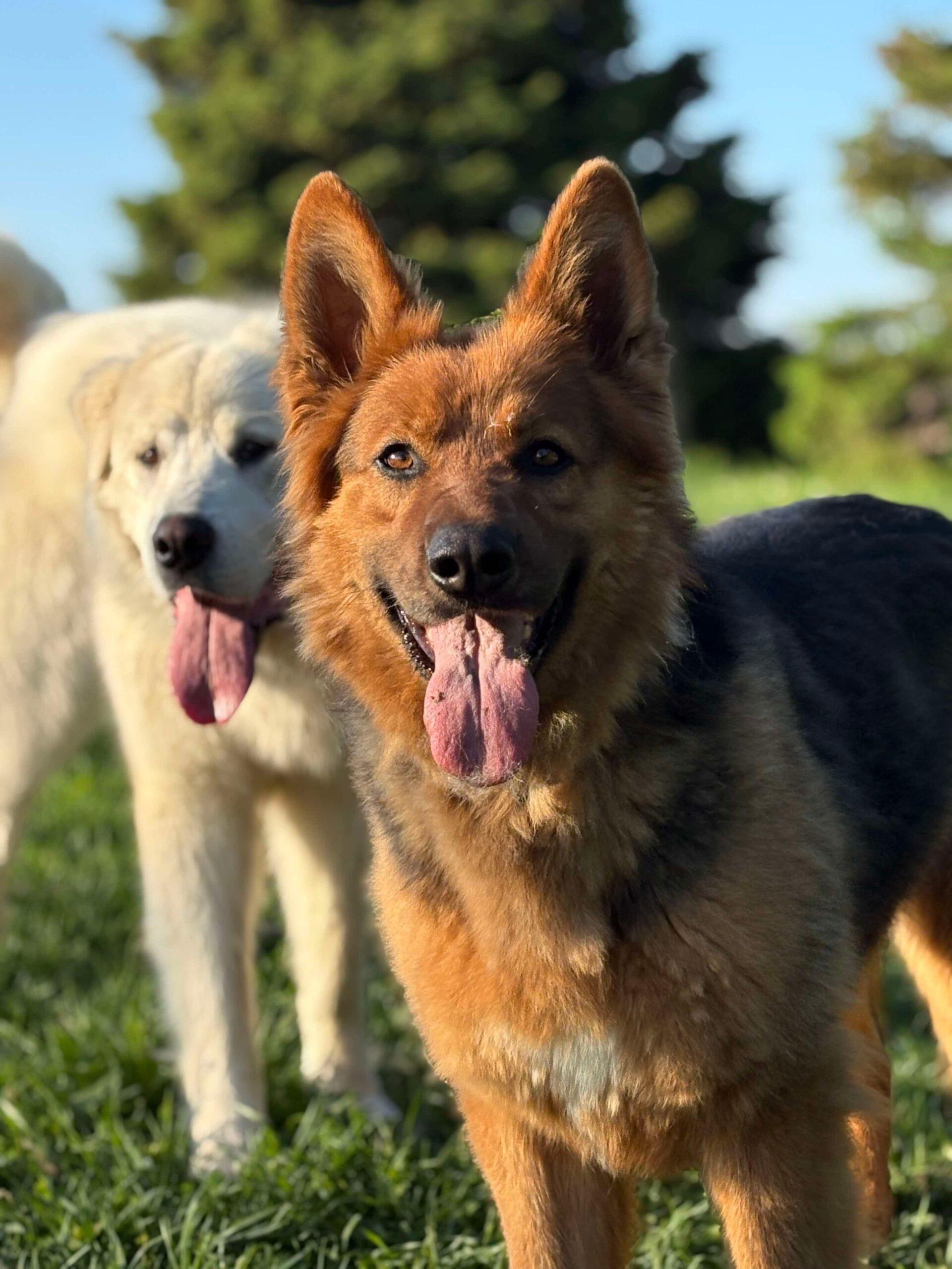 Enlarge Corky, a ADOPTABLE German Shepherd Dog in Vienna, ON image 1/4