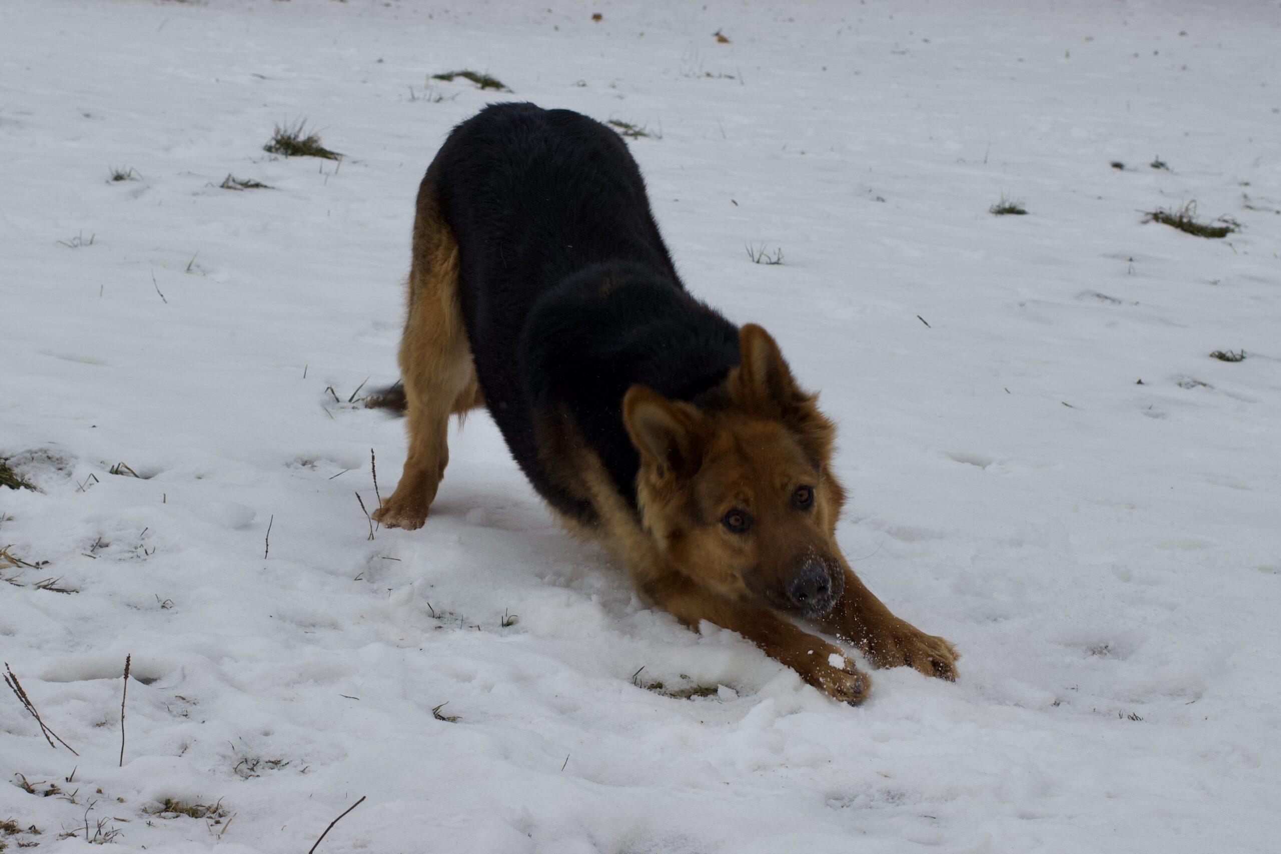 Enlarge Corky, a ADOPTABLE German Shepherd Dog in Vienna, ON image 3/4