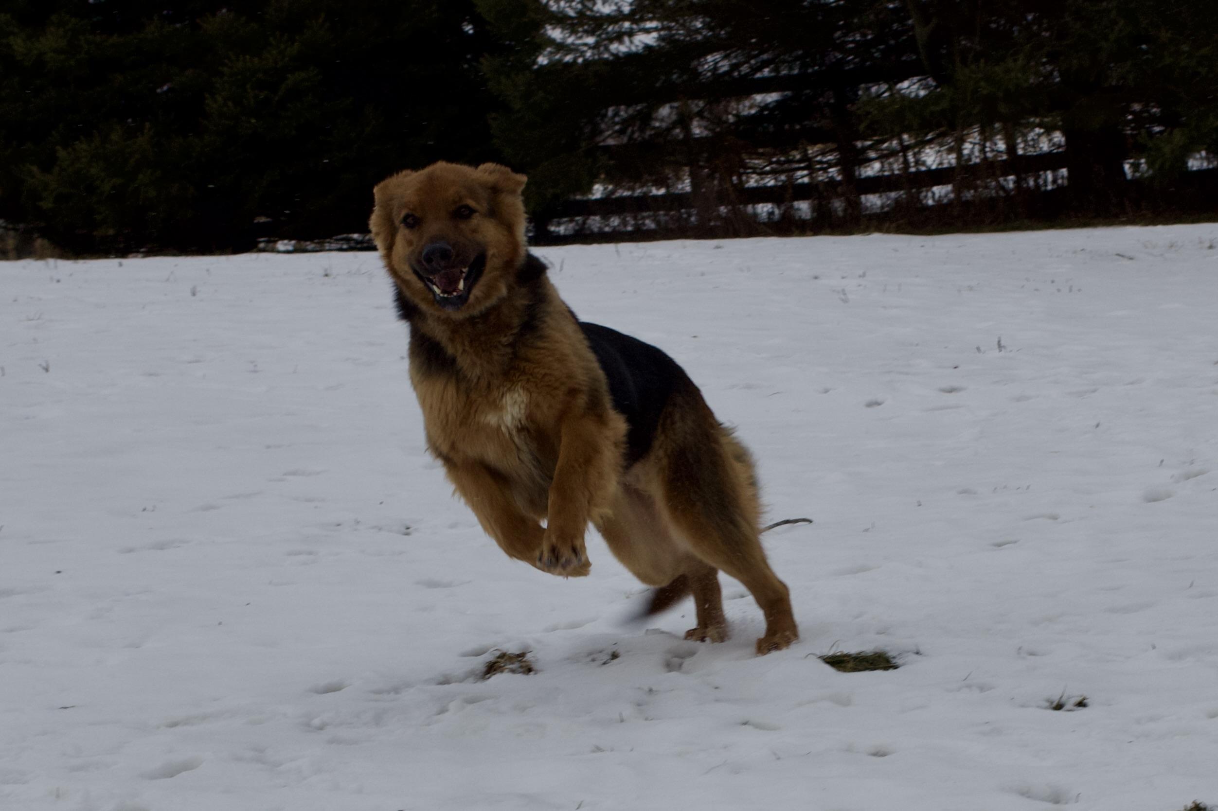 Enlarge Corky, a ADOPTABLE German Shepherd Dog in Vienna, ON image 4/4