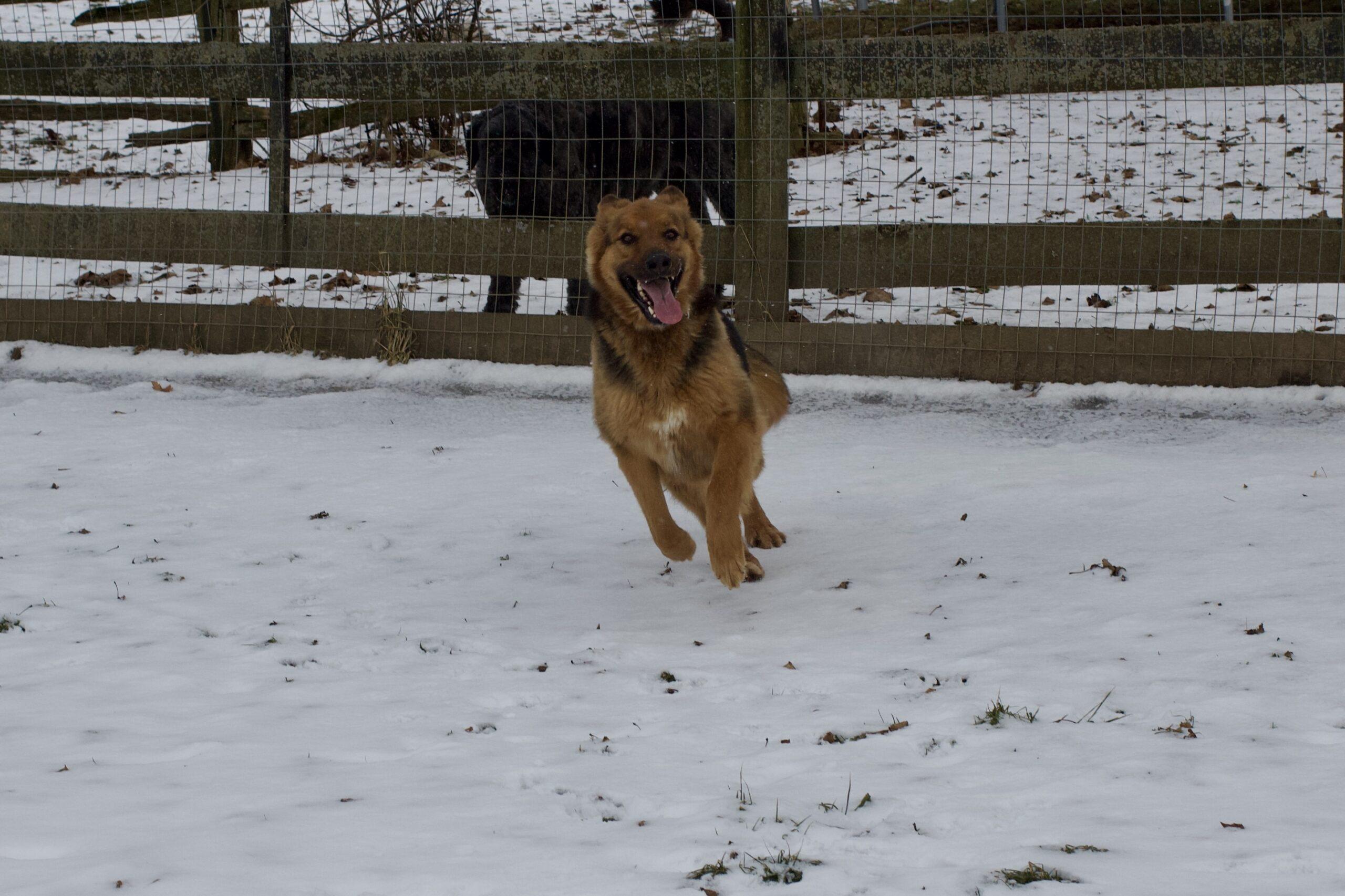 Enlarge Corky, a ADOPTABLE German Shepherd Dog in Vienna, ON image 2/4