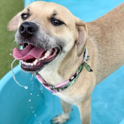 Mio, Adoptable, Adult Female Mixed Breed & Mixed Breed.