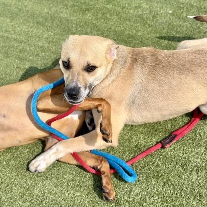 Enlarge Mio, a Adoptable mixed breed in Largo, FL image 2/3
