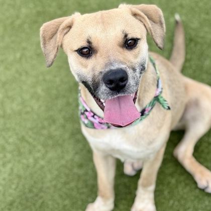 Enlarge Mio, a Adoptable mixed breed in Largo, FL image 3/3