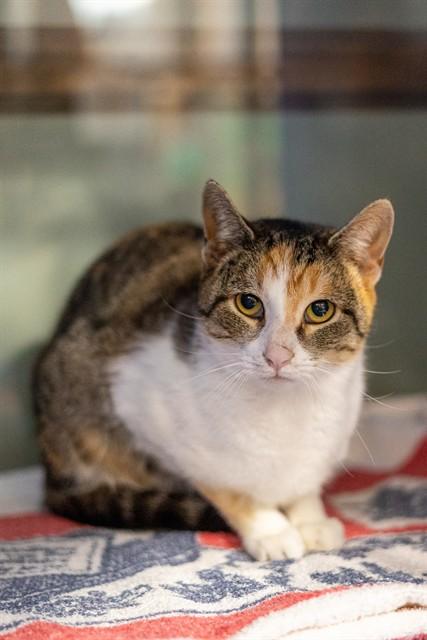 CORA, Adoptable, Young Female Domestic Short Hair.
