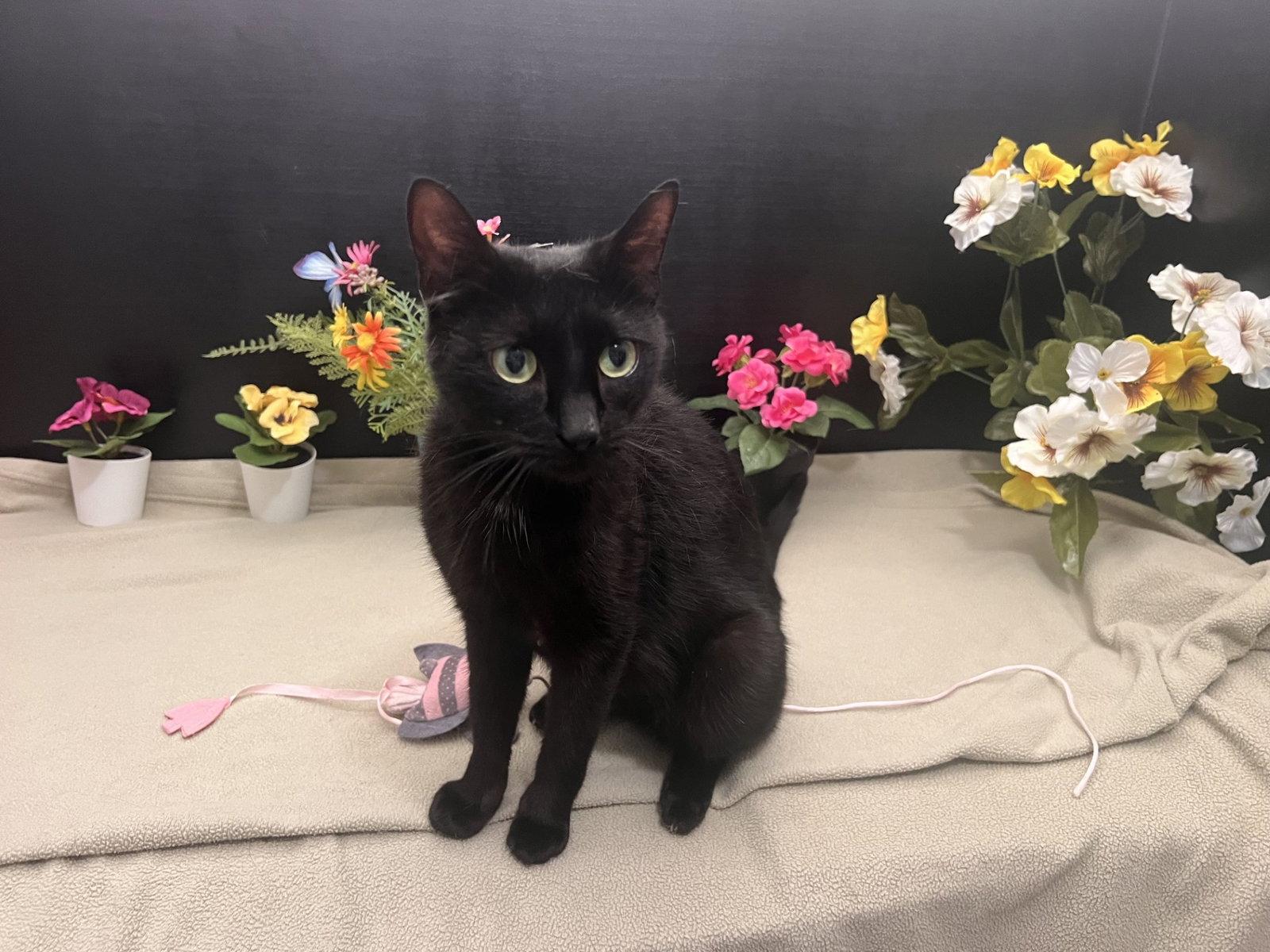 Enlarge Georgia, a Adoptable Domestic Short Hair in Fayetteville, GA image 1/3