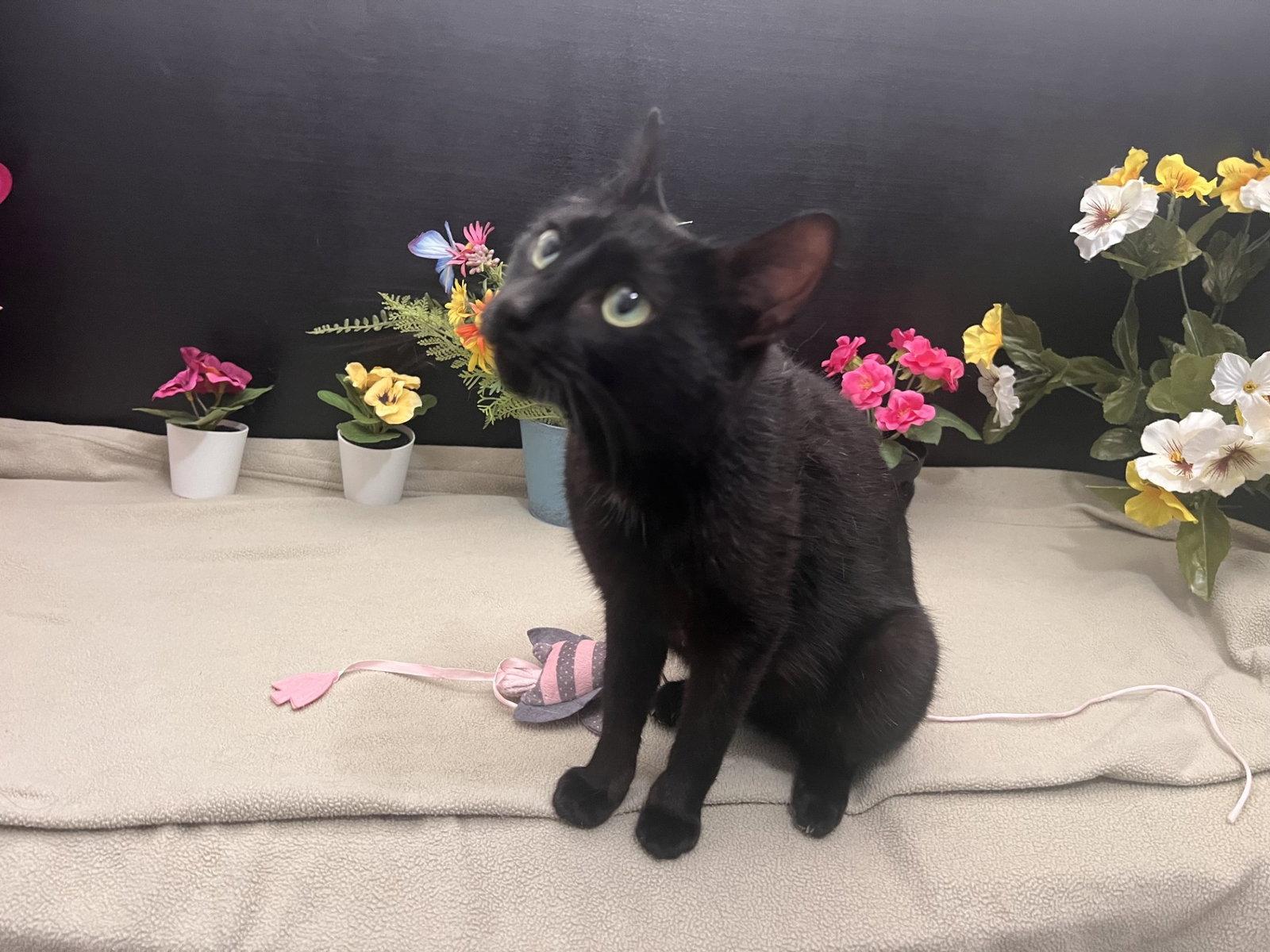 Enlarge Georgia, a Adoptable Domestic Short Hair in Fayetteville, GA image 2/3