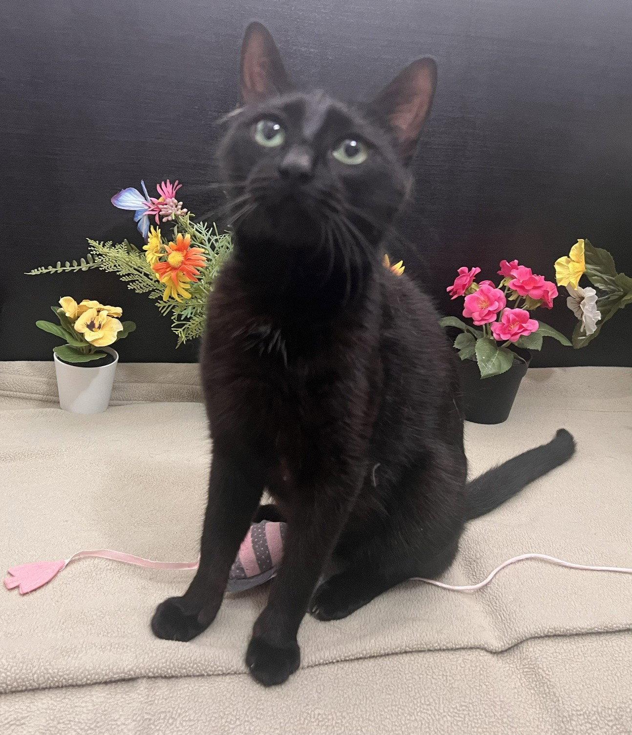 Enlarge Georgia, a Adoptable Domestic Short Hair in Fayetteville, GA image 3/3