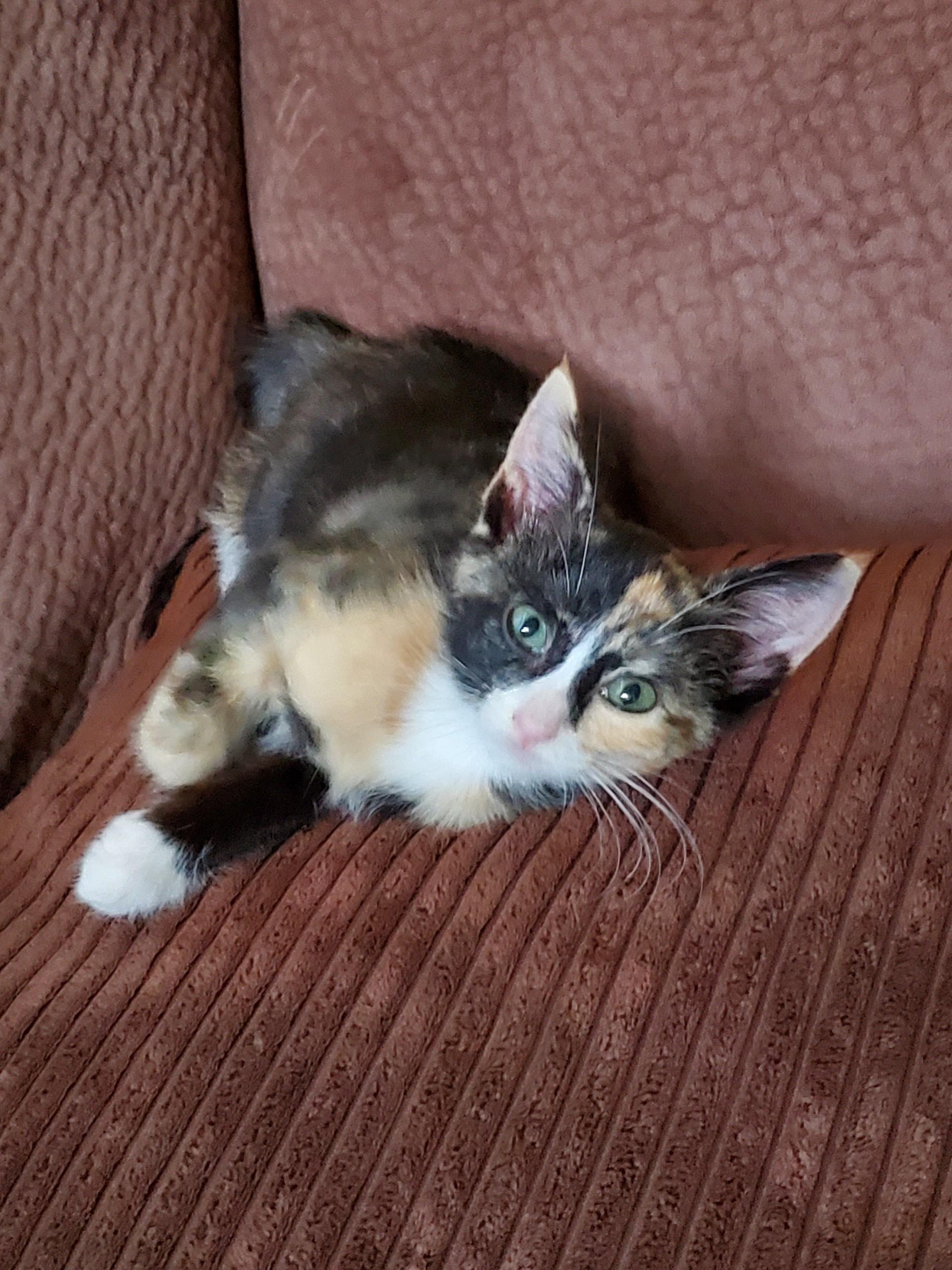 Tabitha, Adoptable, Kitten Female Calico.