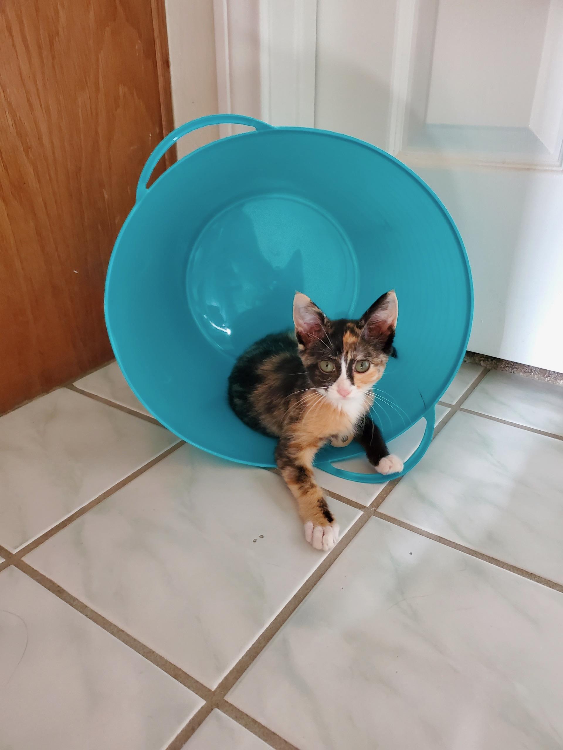Enlarge Tabitha, a Adoptable Calico in Monrovia , CA image 2/2