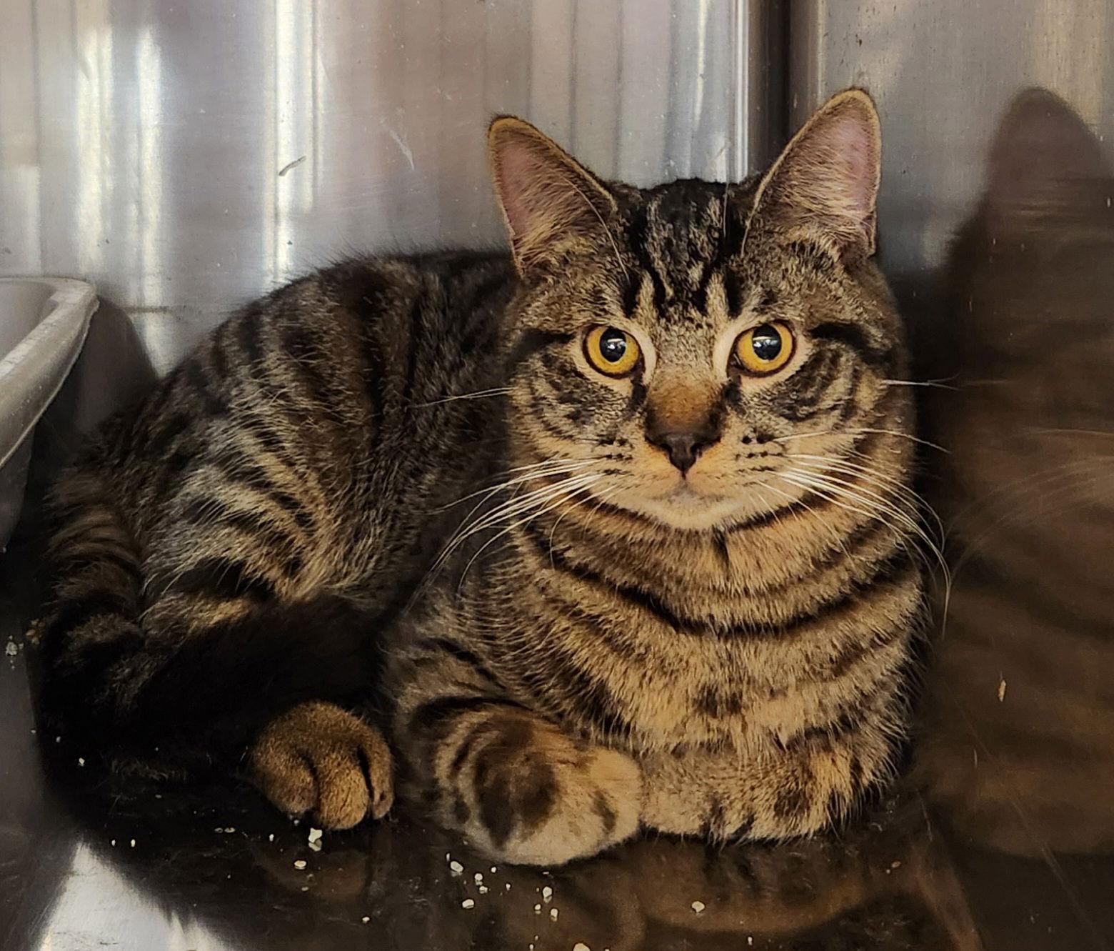 Rufus, Adoptable, Young Male Domestic Short Hair.