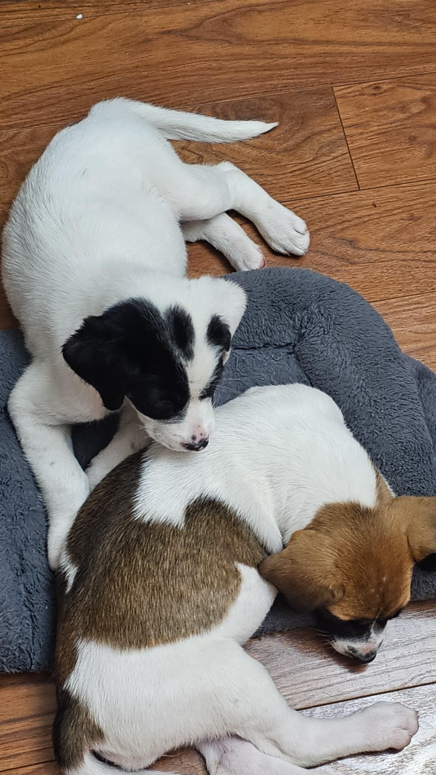 Noelle, Adoptable, Puppy Female Mixed Breed.