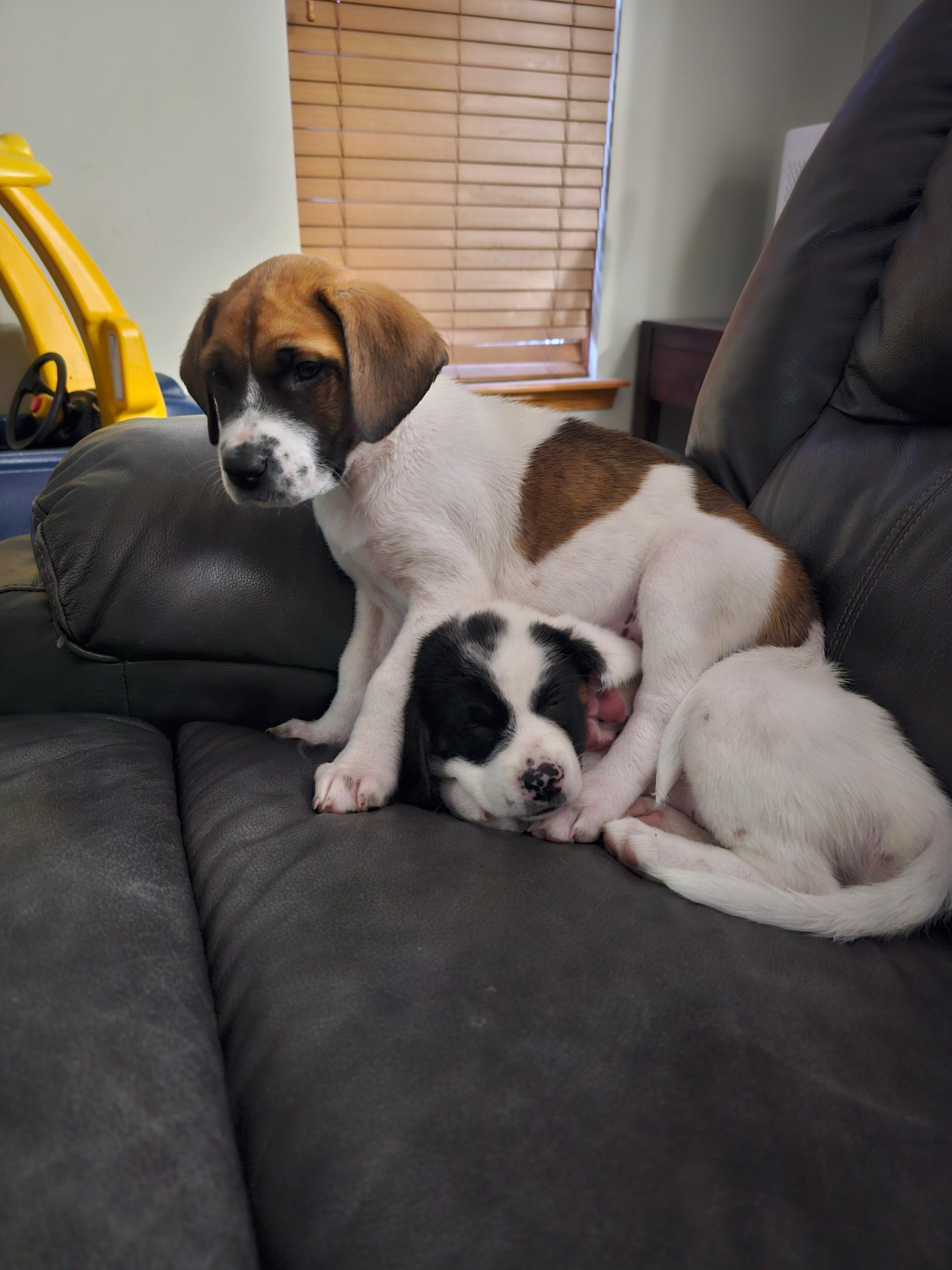 Noelle, a Adoptable Mixed Breed in Seville, OH image 2/6