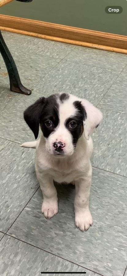 Noelle, a Adoptable Mixed Breed in Seville, OH image 3/6