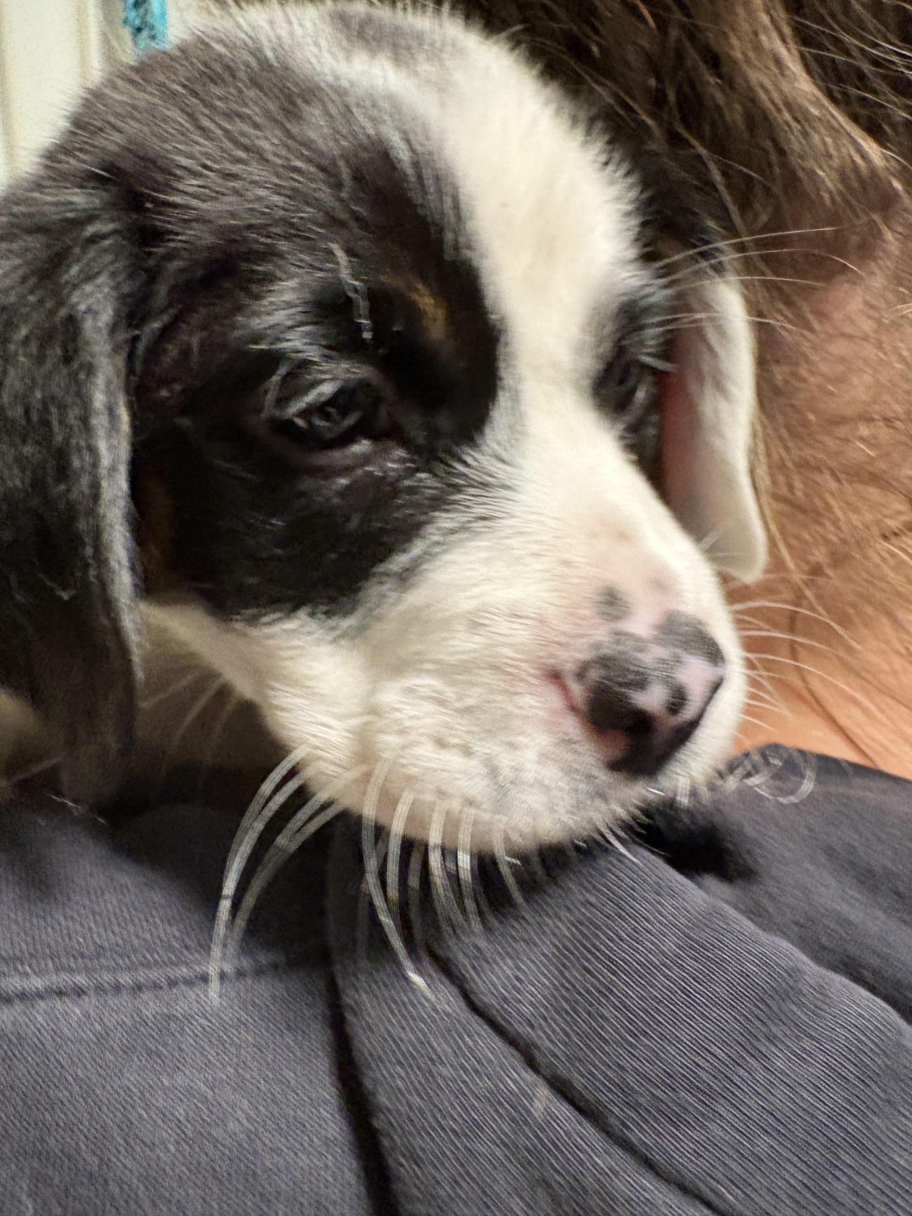 Noelle, a Adoptable Mixed Breed in Seville, OH image 4/6